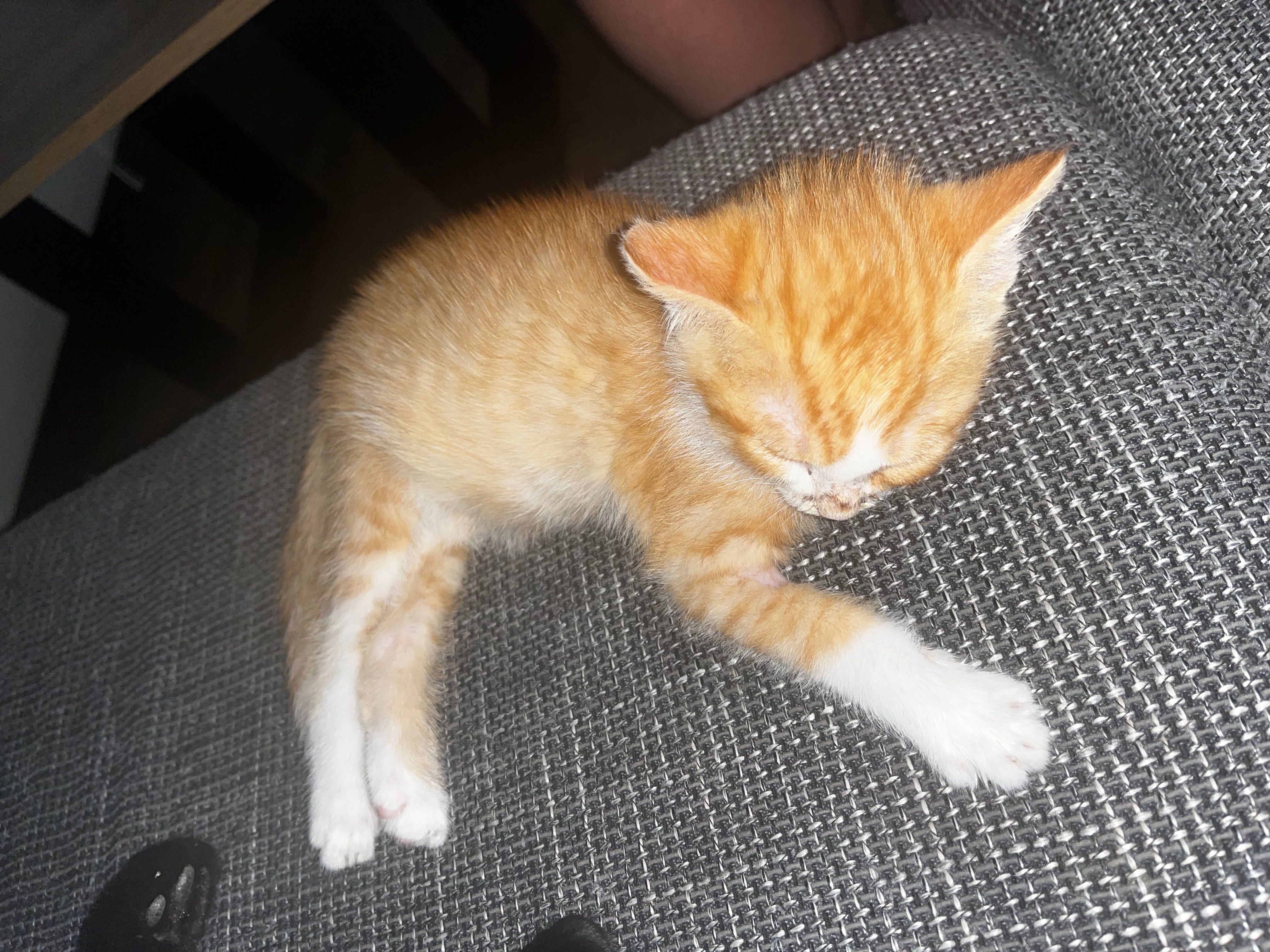Kampagnen-Foto für FIP erkrankte Kitten, 4 von 5