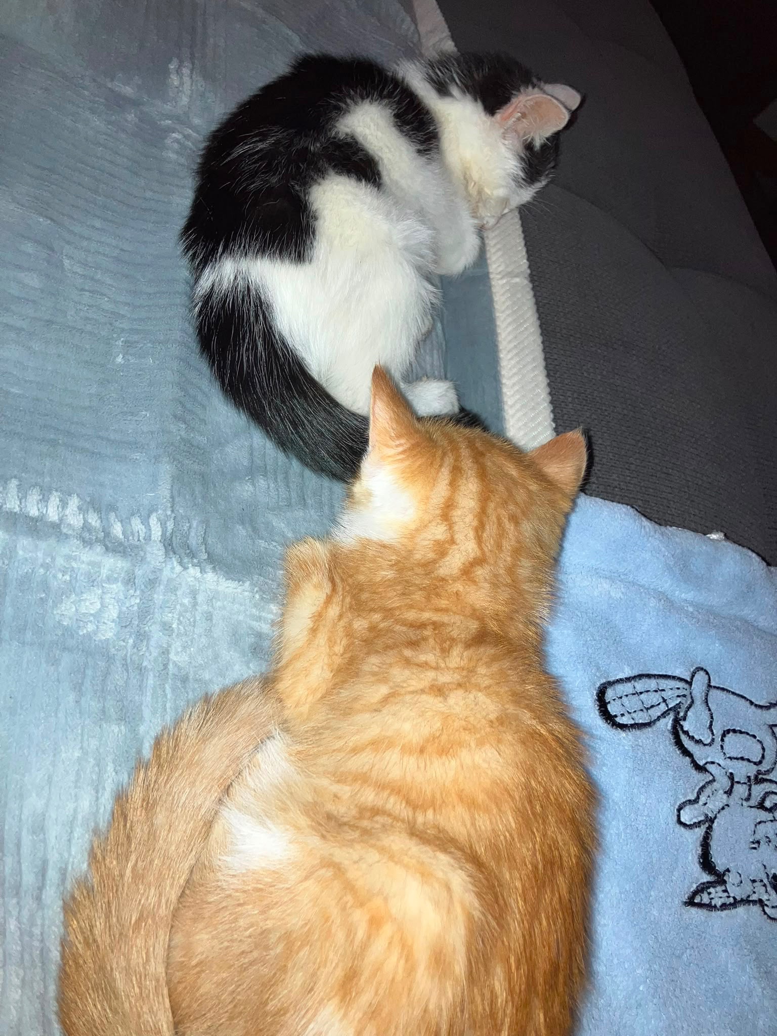 Kampagnen-Foto für FIP erkrankte Kitten, 2 von 5