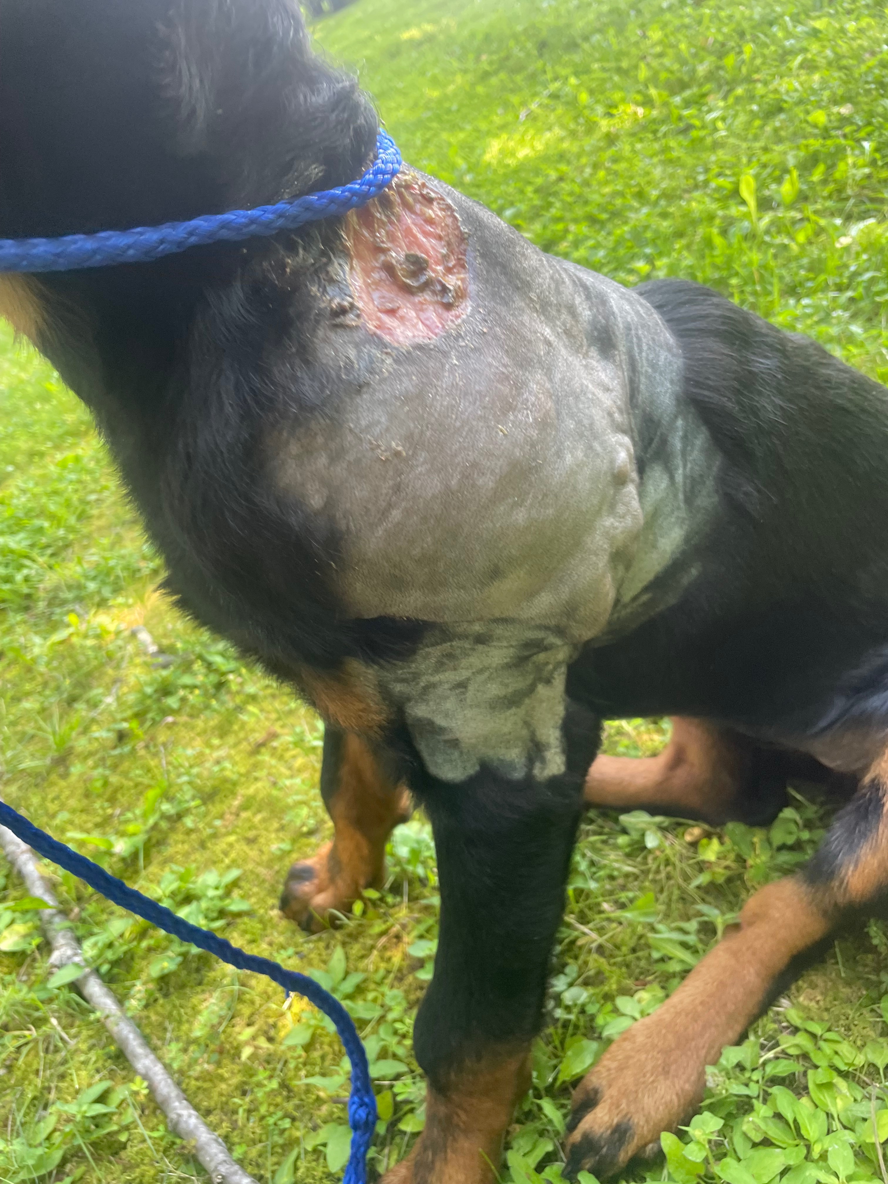 Help Nakita Heal: Surgery & Recovery Fund campaign photo, 2 of 8