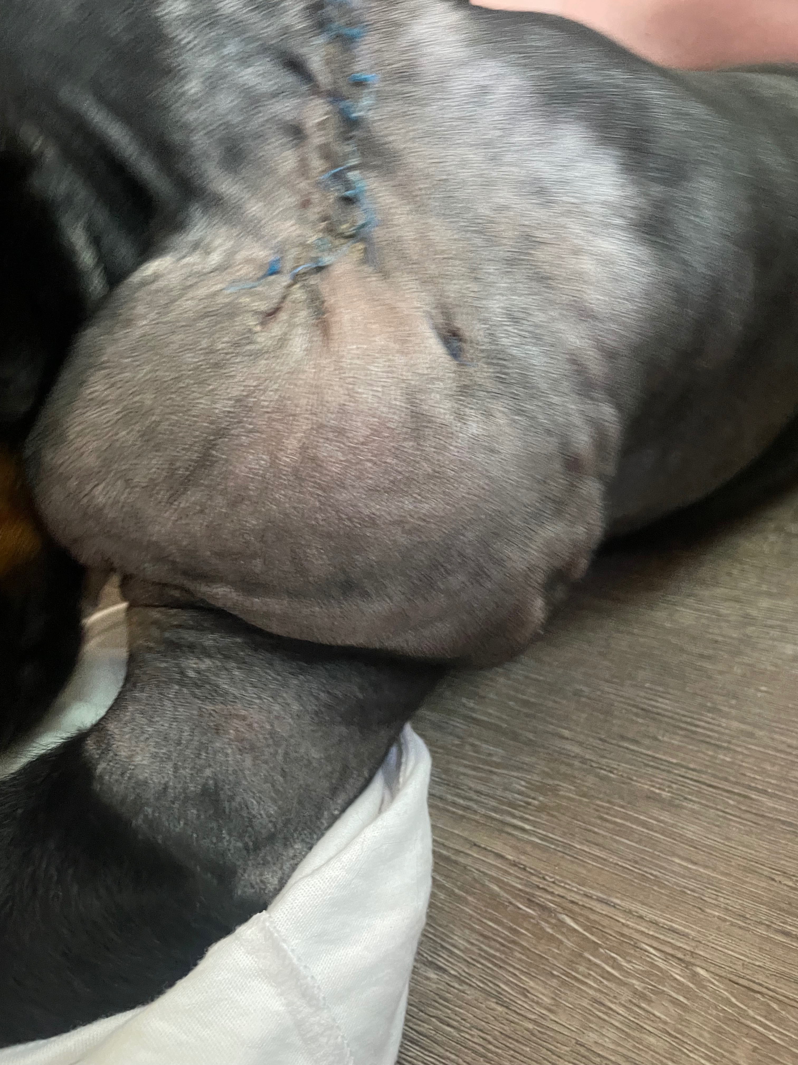 Help Nakita Heal: Surgery & Recovery Fund campaign photo, 5 of 8