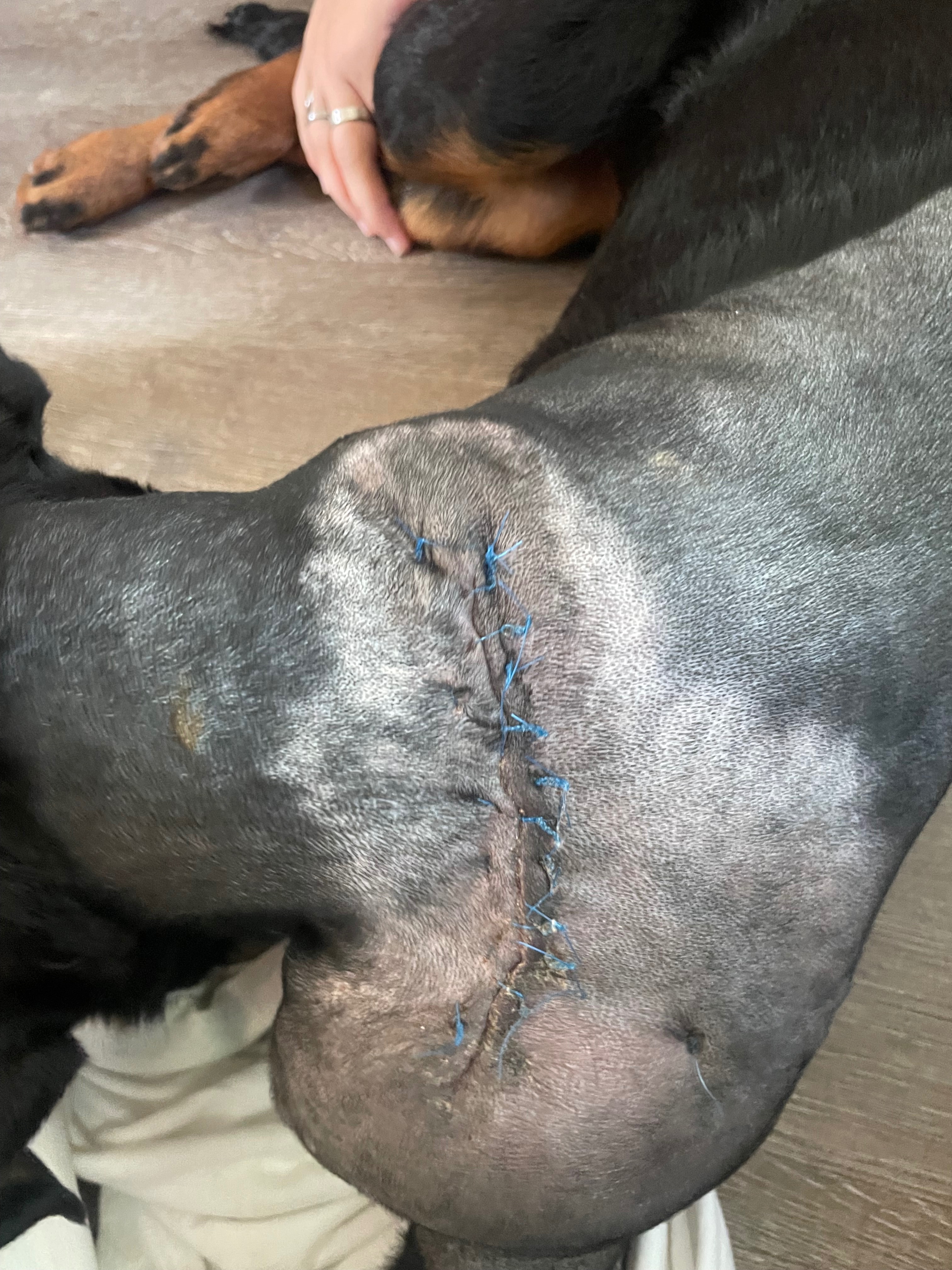 Help Nakita Heal: Surgery & Recovery Fund campaign photo, 4 of 8
