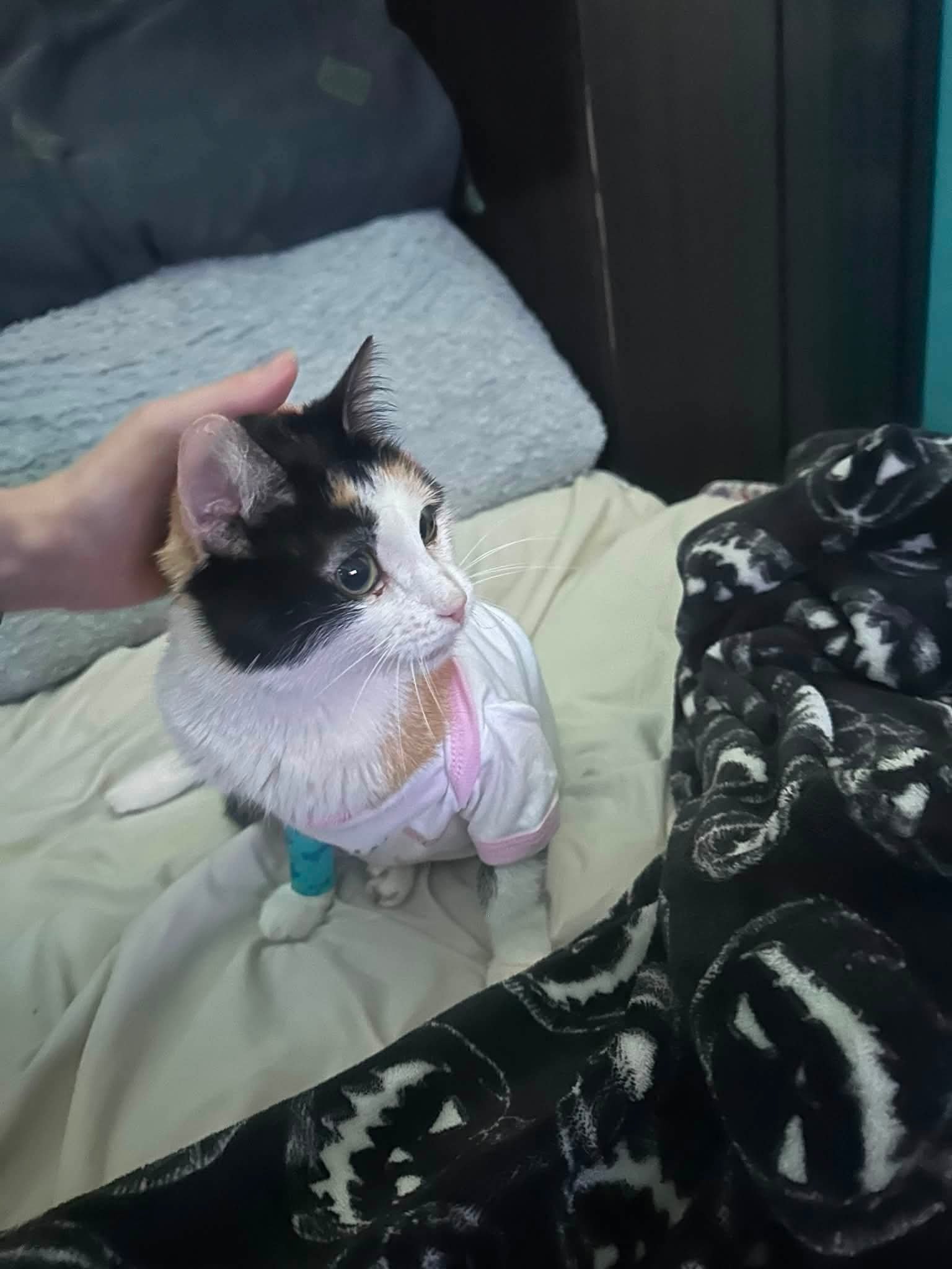 Help Sundae Get the Additional Medical Care She Needs campaign photo, 2 of 5