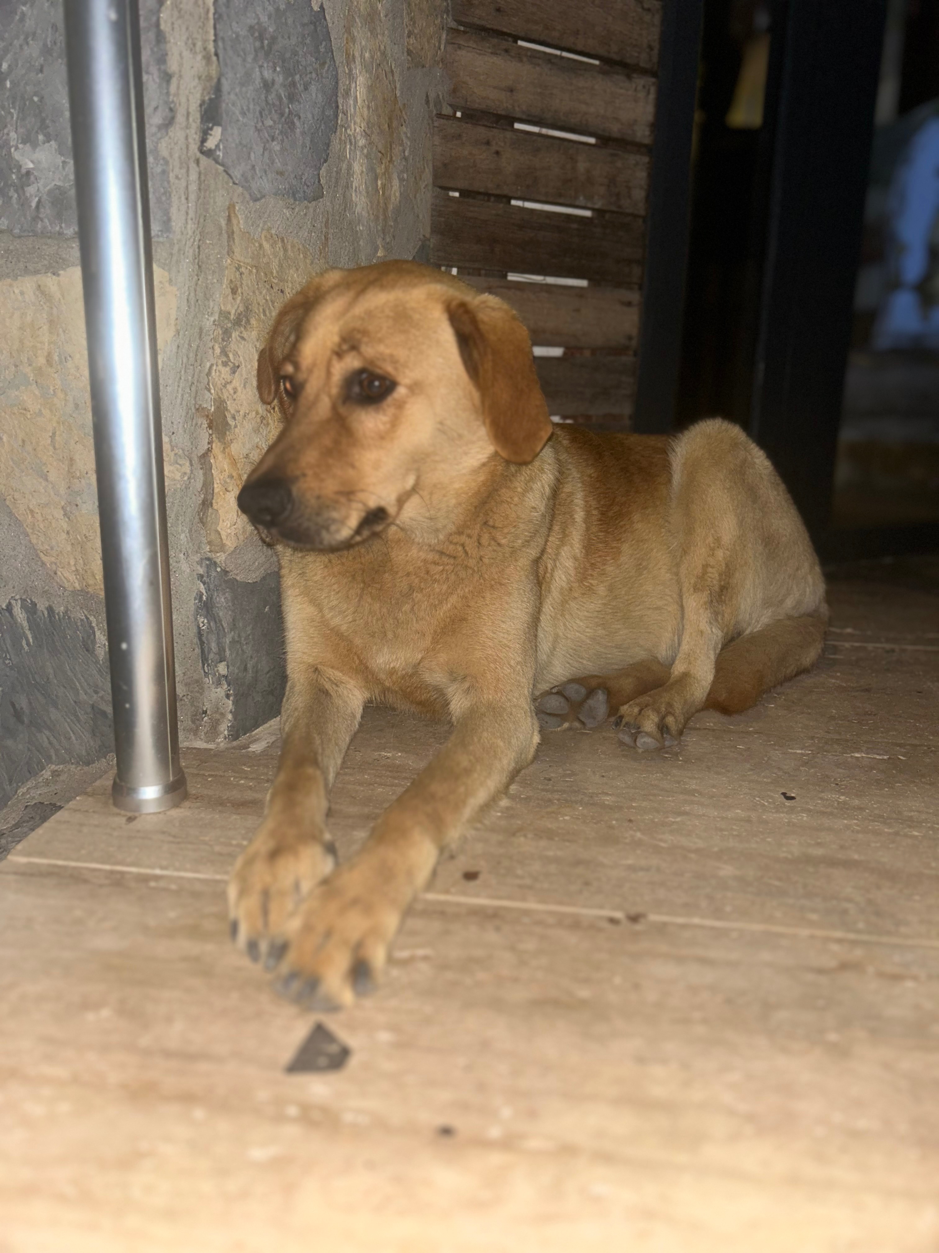 Foto van campagne Help the Turkish strays, 2 van 5