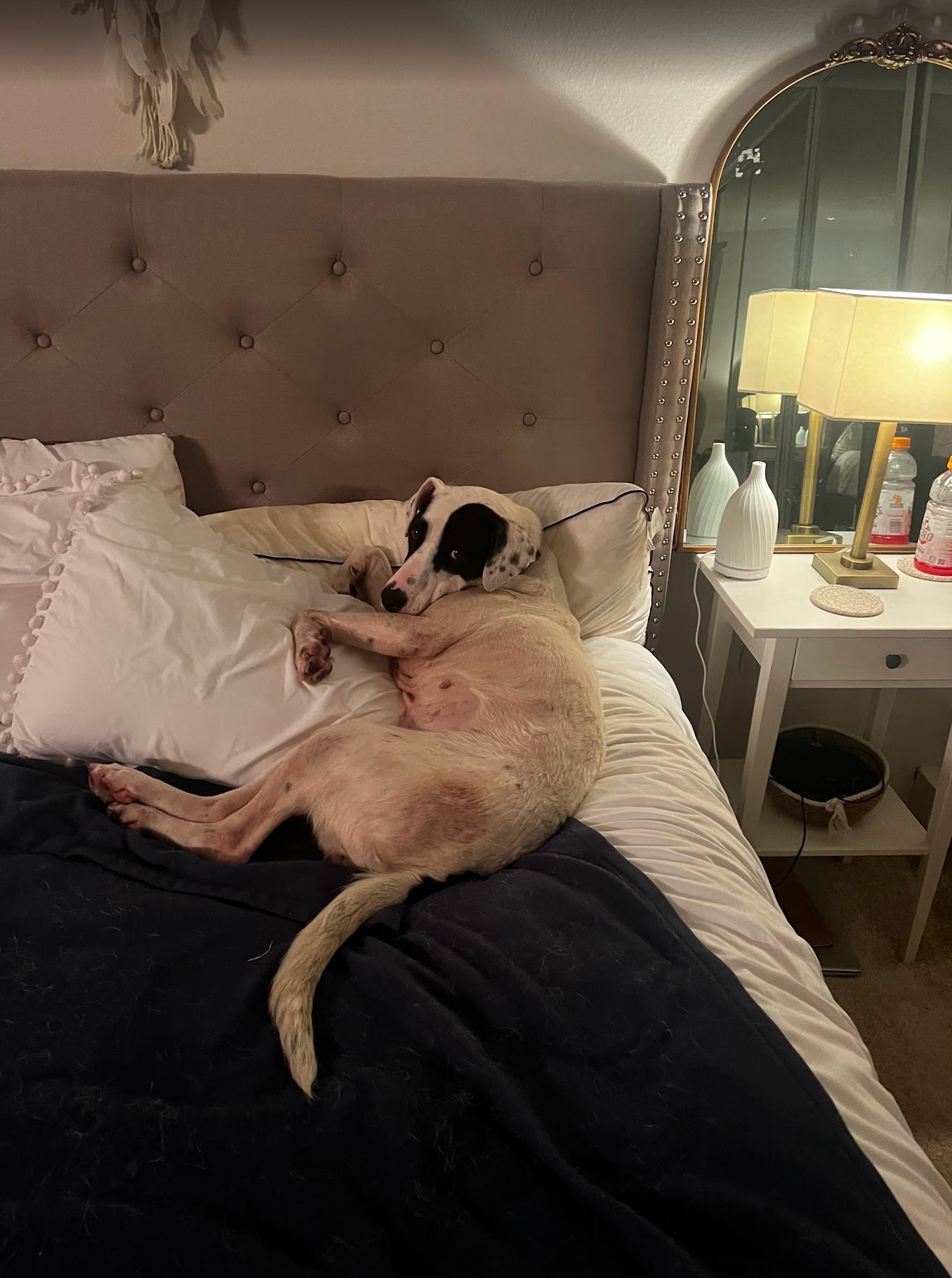 Help Rosie Walk Again After IVDD Surgery campaign photo, 7 of 8