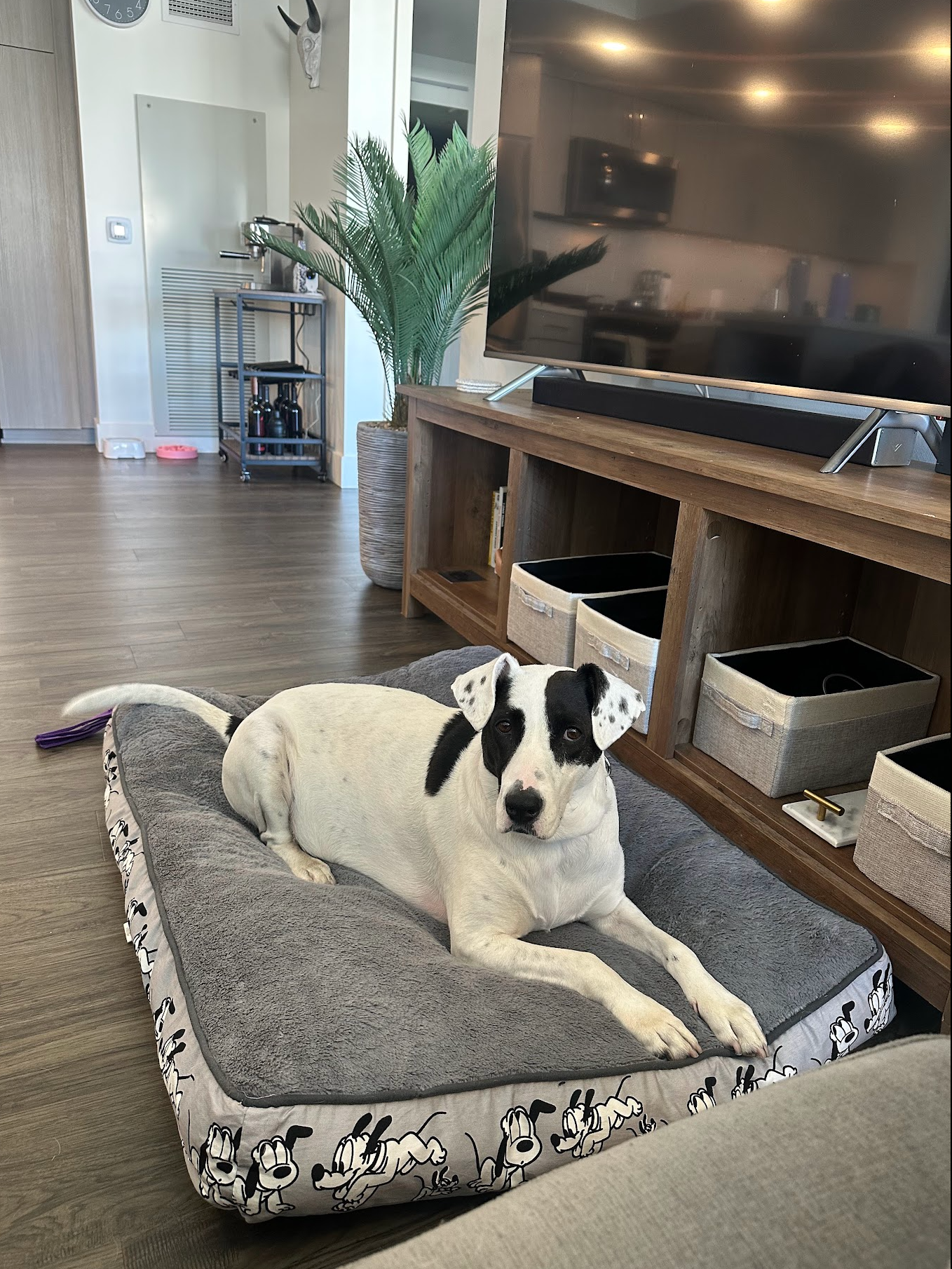 Help Rosie Walk Again After IVDD Surgery campaign photo, 2 of 8