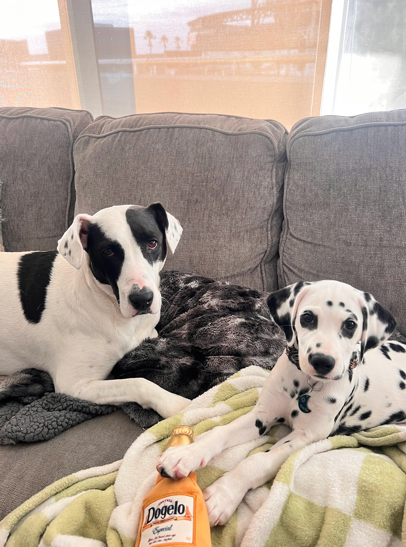 Help Rosie Walk Again After IVDD Surgery campaign photo, 5 of 8