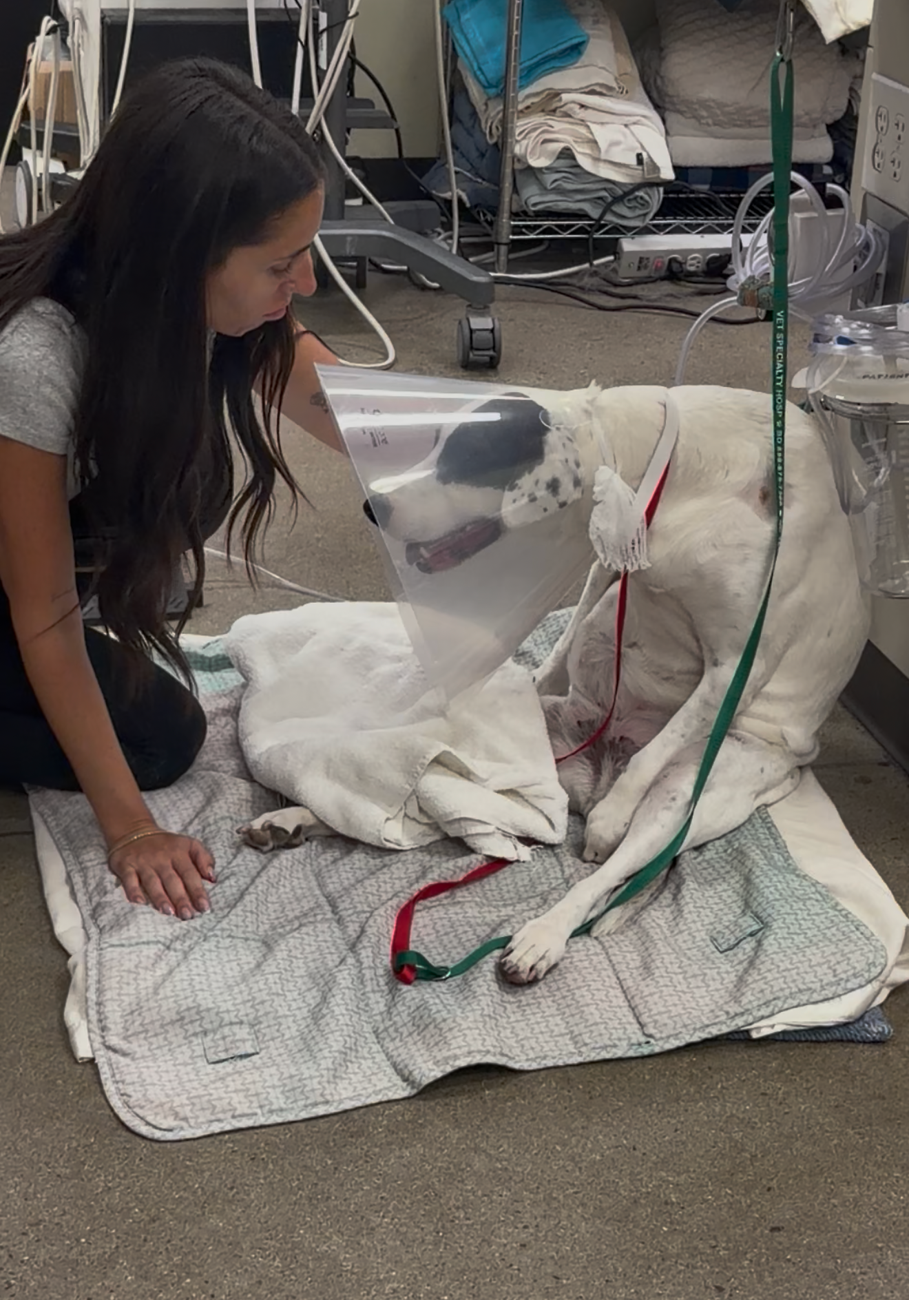 Help Rosie Walk Again After IVDD Surgery campaign photo, 6 of 8