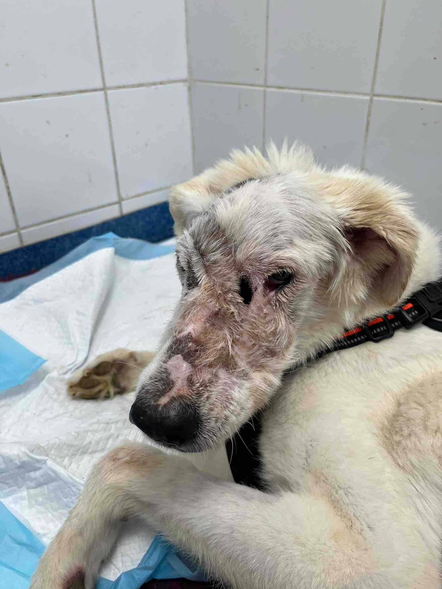 HELP iCARE PAY OVERDUE MEDICAL BILLS campaign photo, 9 of 12