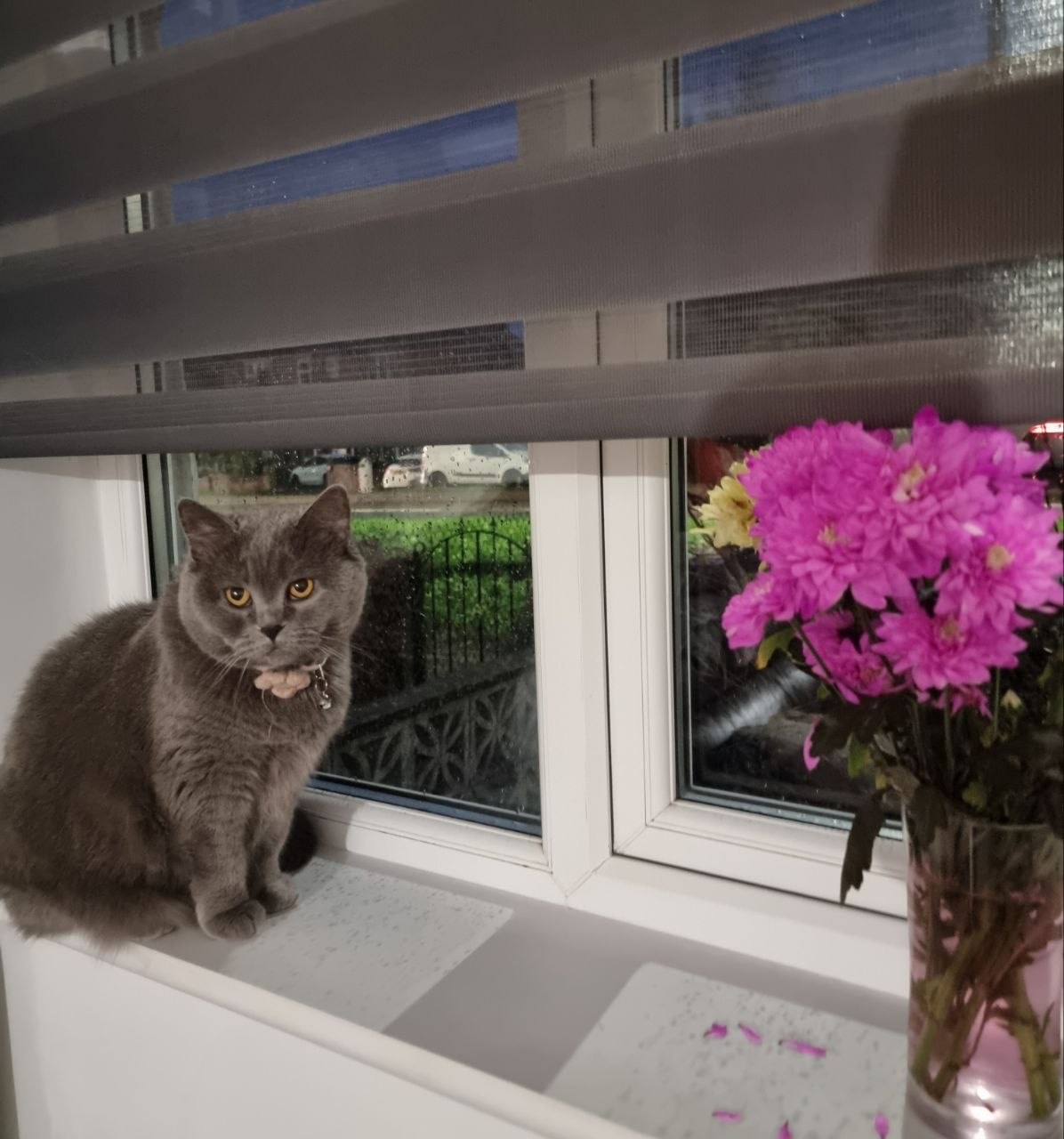 Urgent Heart Specialist Care for our cat Molly campaign photo, 2 of 6