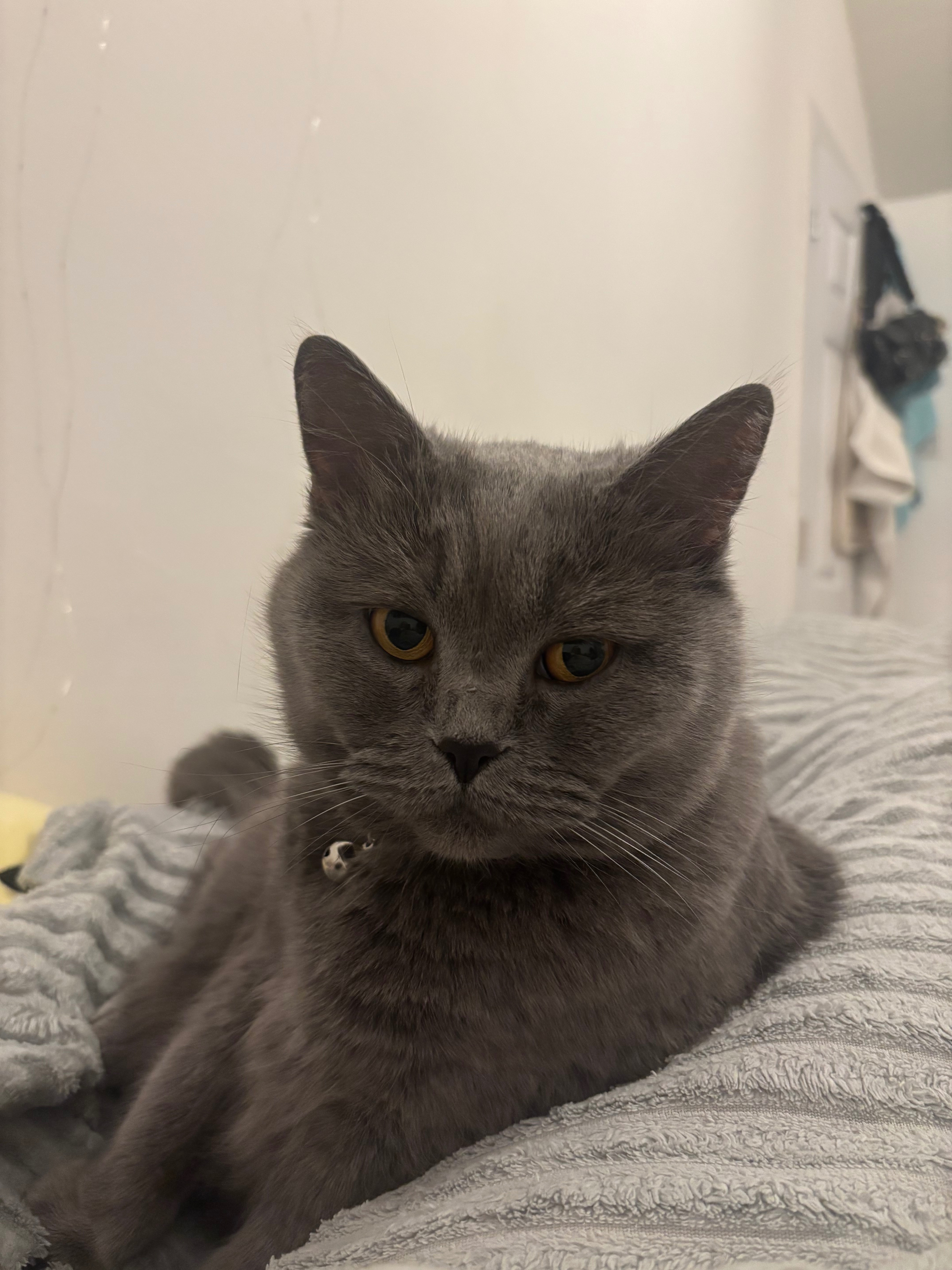 Urgent Heart Specialist Care for our cat Molly campaign photo, 4 of 6