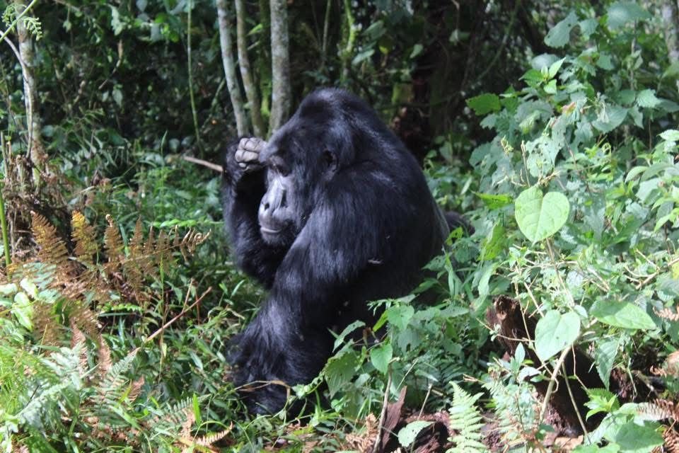 Carving for conservation - rural community empowerment campaign photo, 4 of 7
