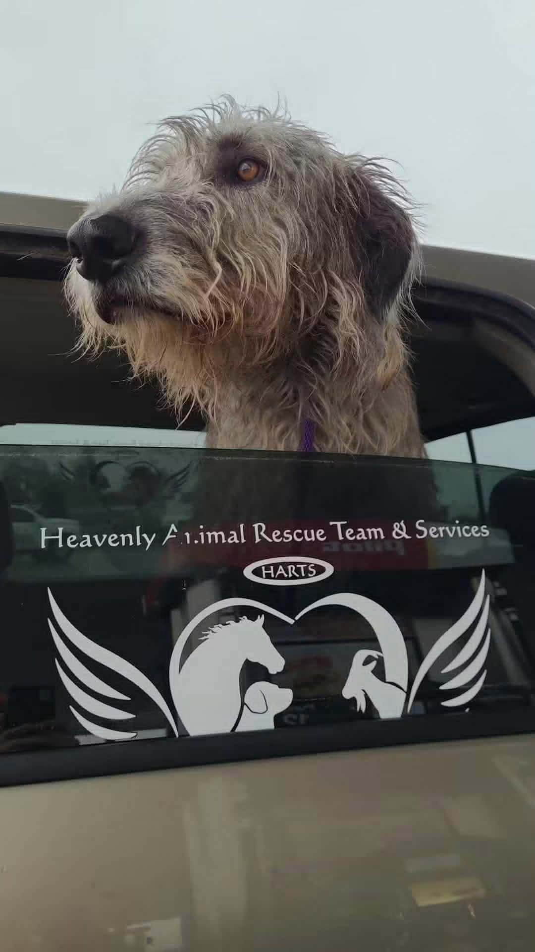 Keep HARTS Rescue Saving Animals in Emergencies campaign photo, 6 of 7