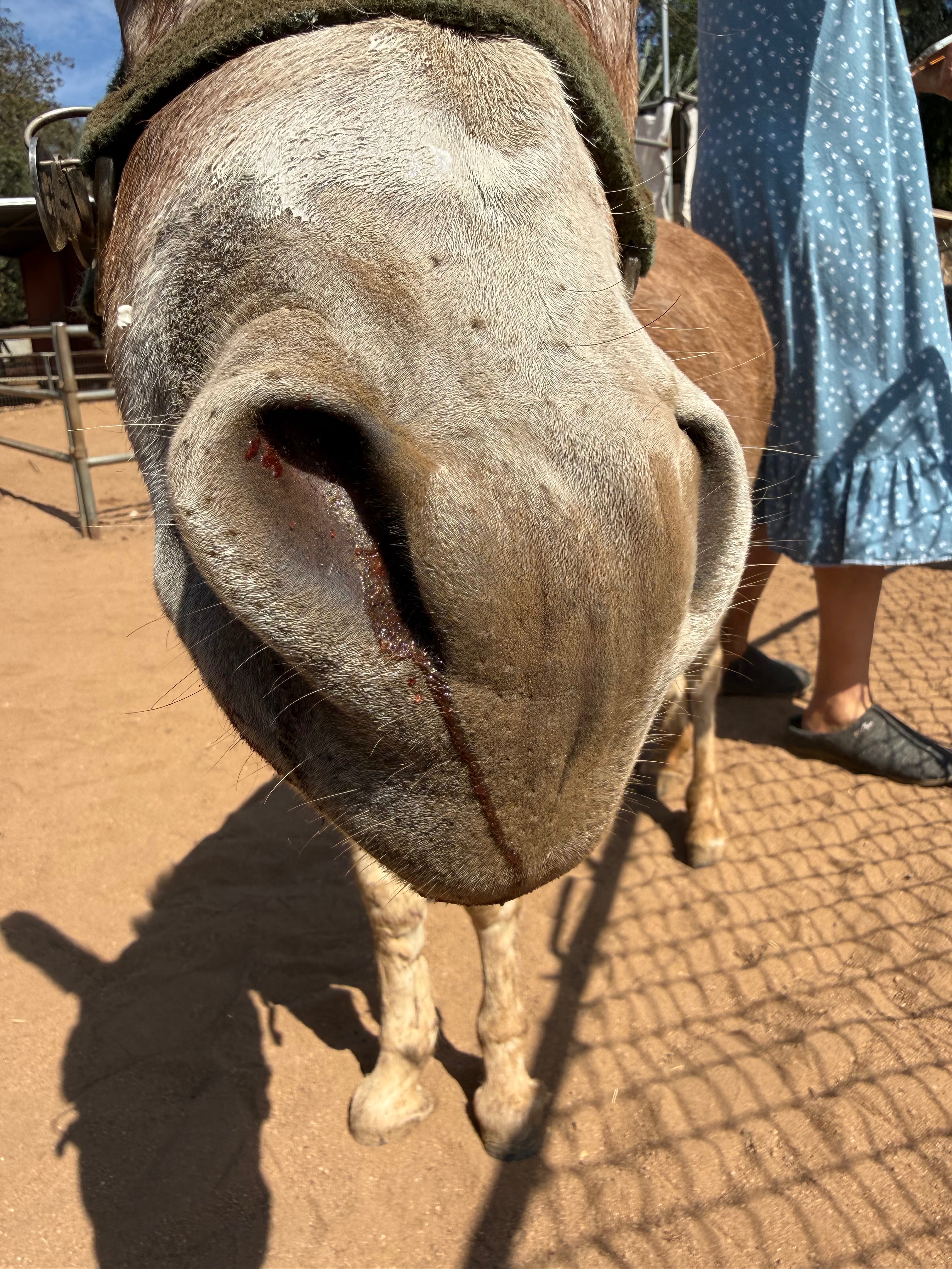 Help Save Sienna the Miniature Donkey campaign photo, 7 of 8