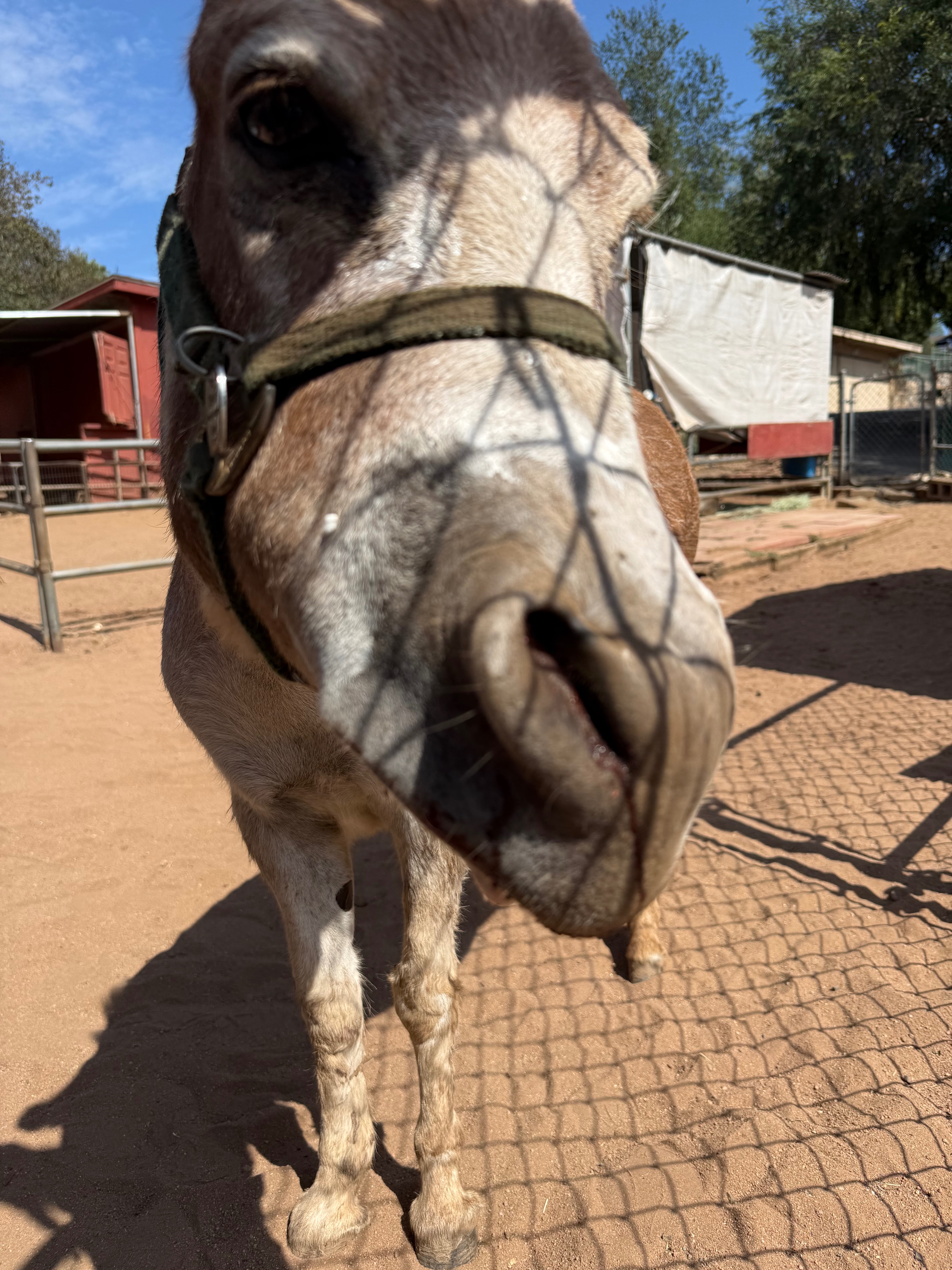 Help Save Sienna the Miniature Donkey campaign photo, 2 of 8