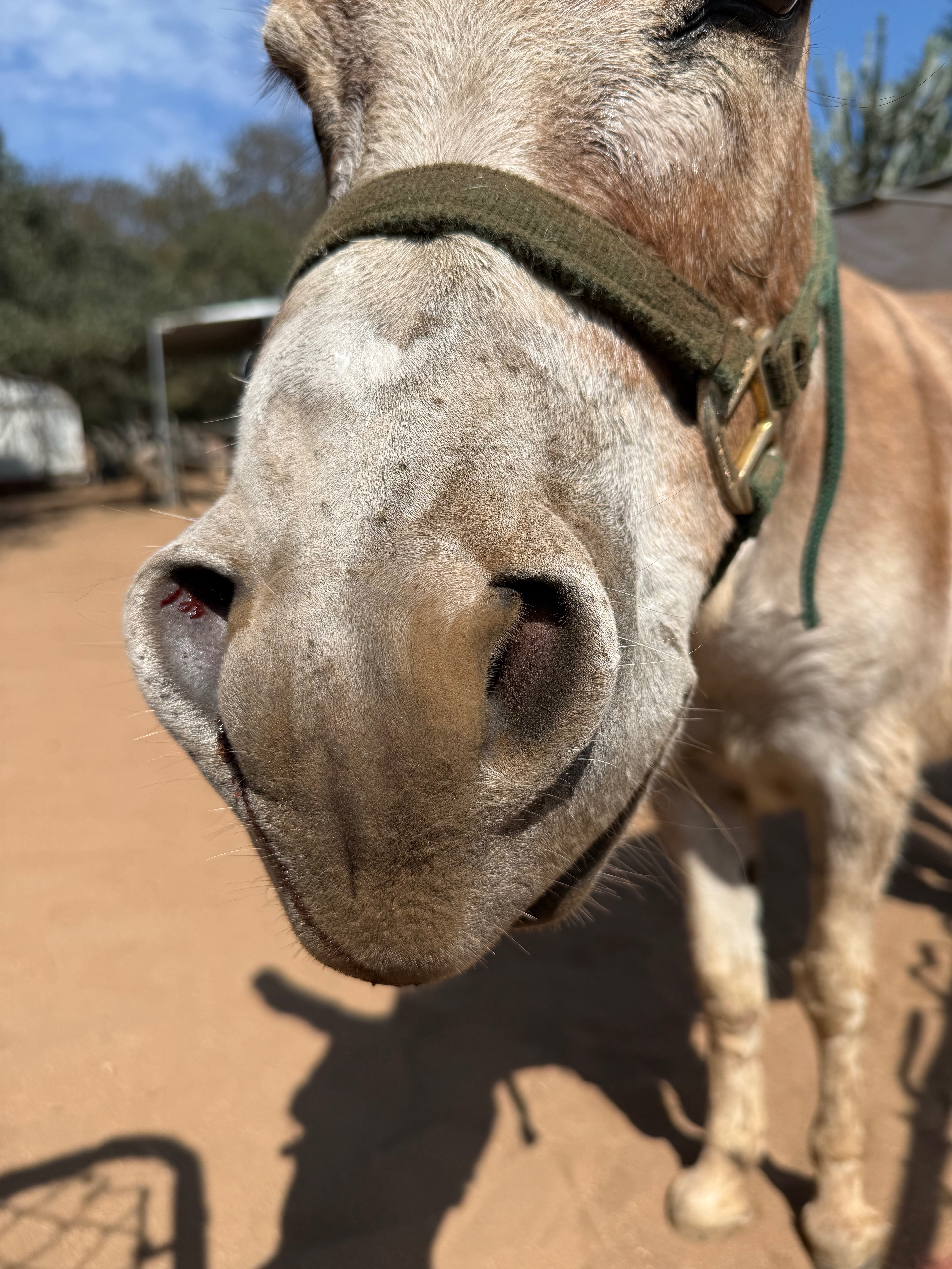 Help Save Sienna the Miniature Donkey campaign photo, 4 of 8