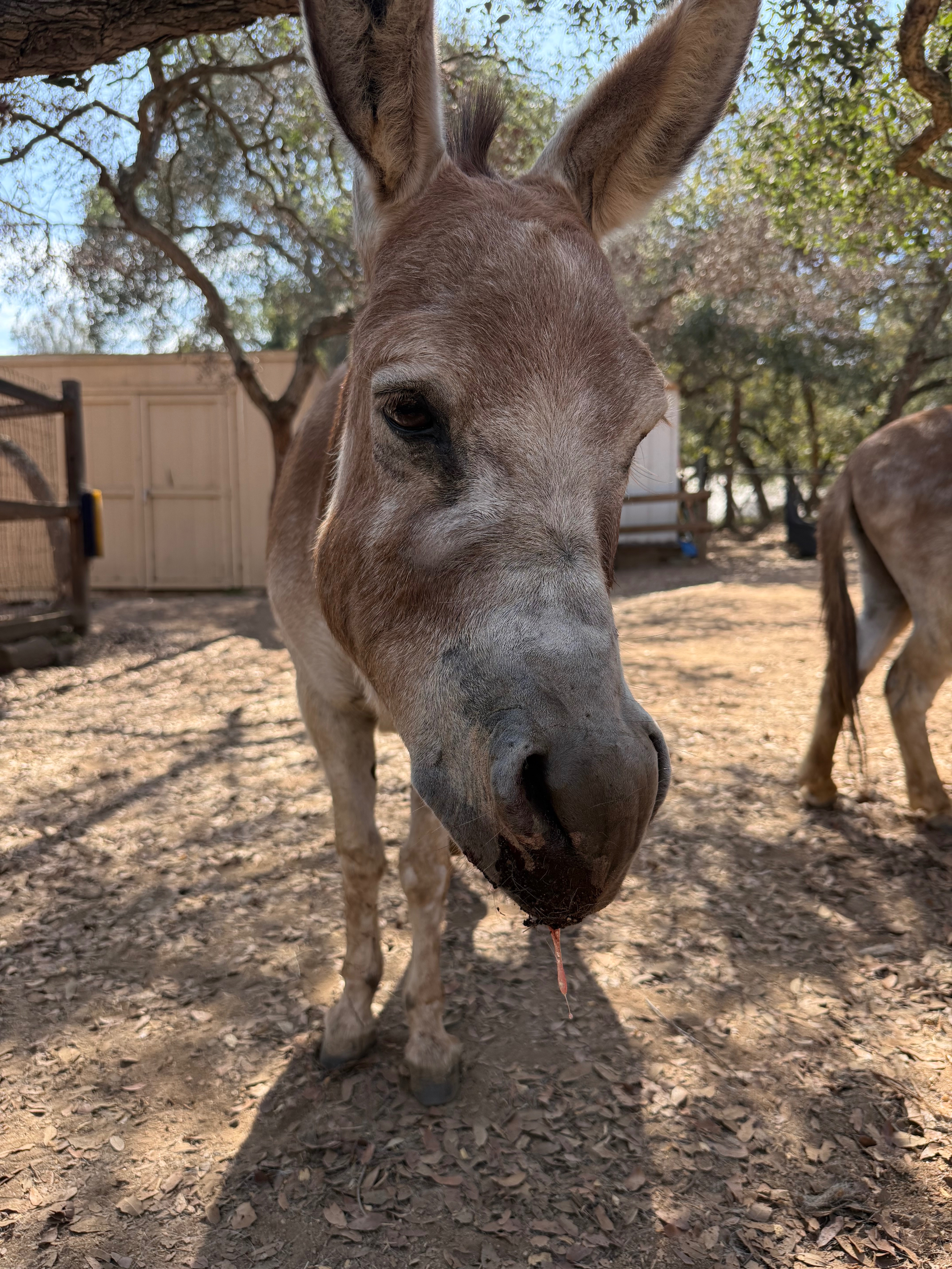 Help Save Sienna the Miniature Donkey campaign photo, 5 of 8