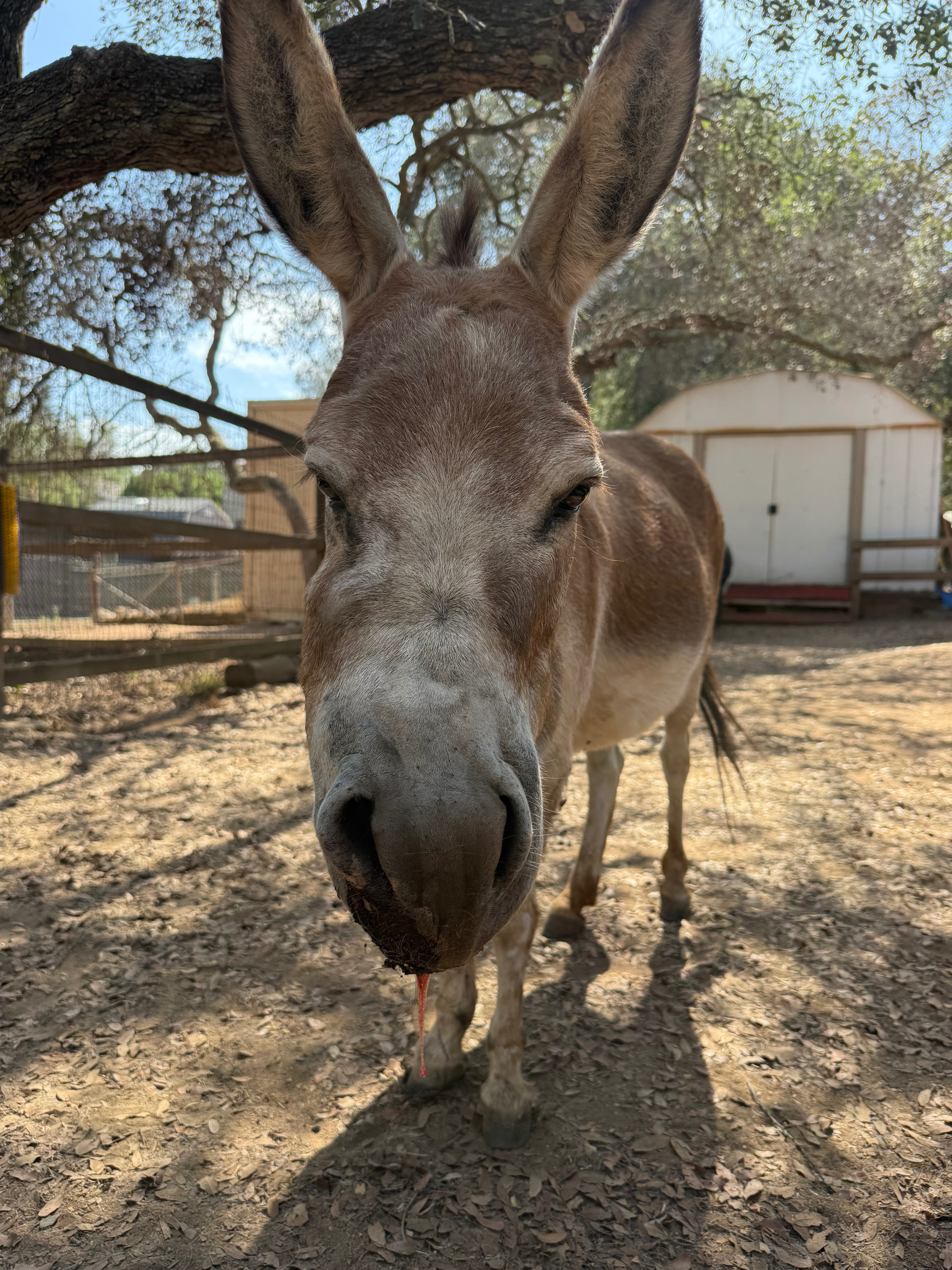 Help Save Sienna the Miniature Donkey campaign photo, 6 of 8