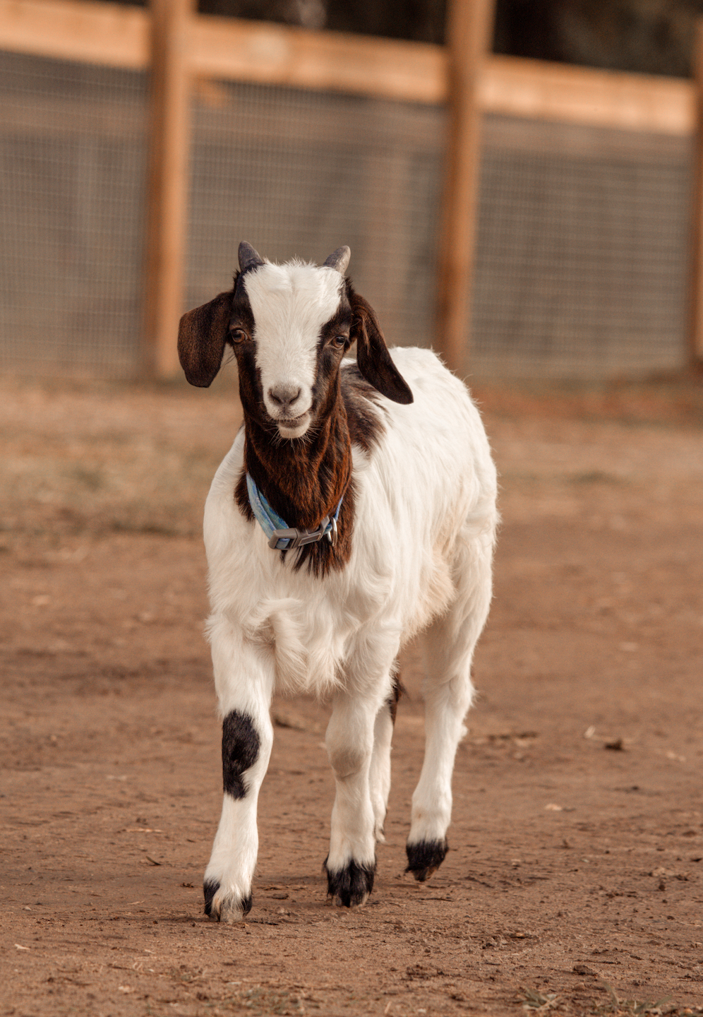 Emergency Surgery Needed to Save Billy’s Life campaign photo, 6 of 8