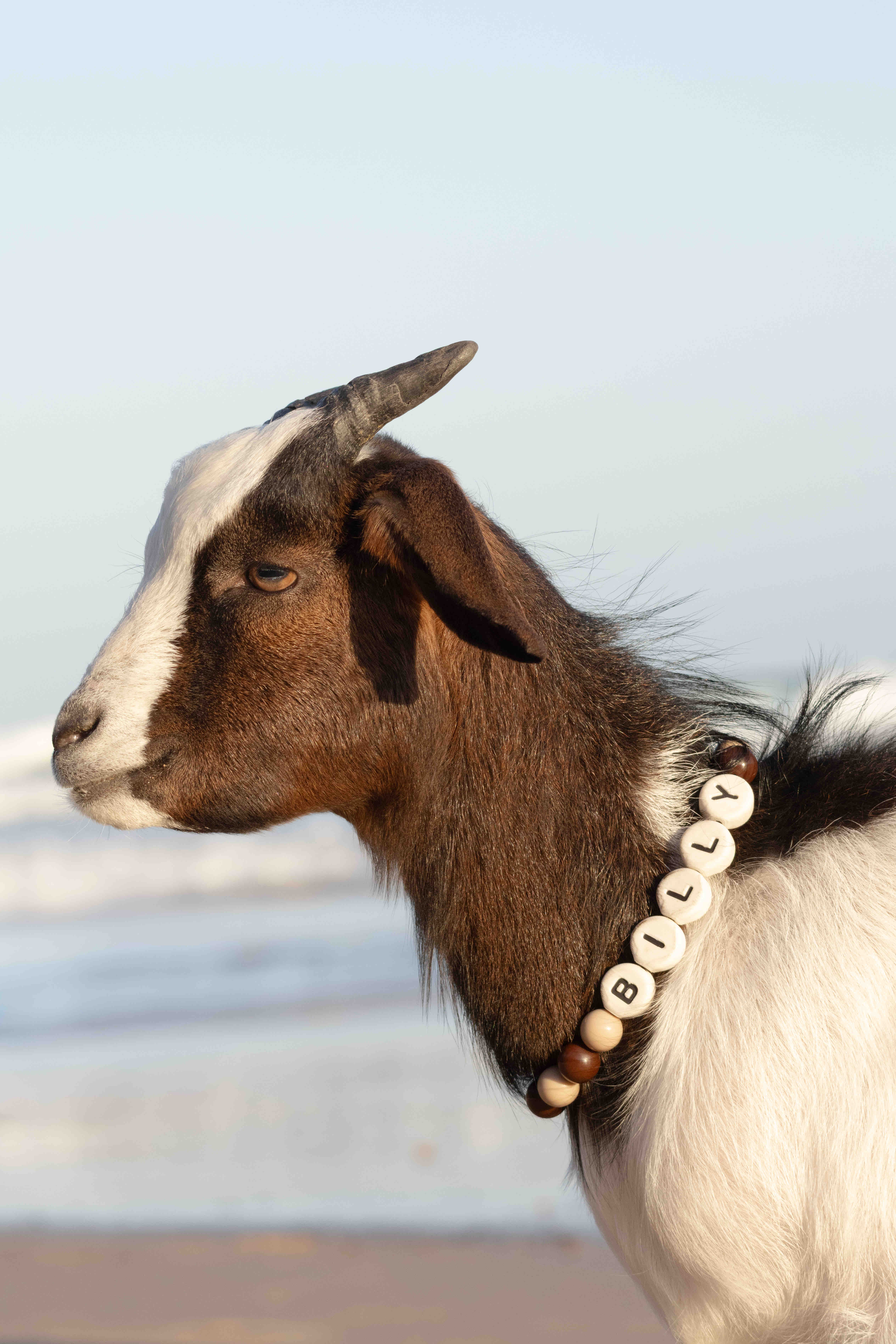 Emergency Surgery Needed to Save Billy’s Life campaign photo, 7 of 10