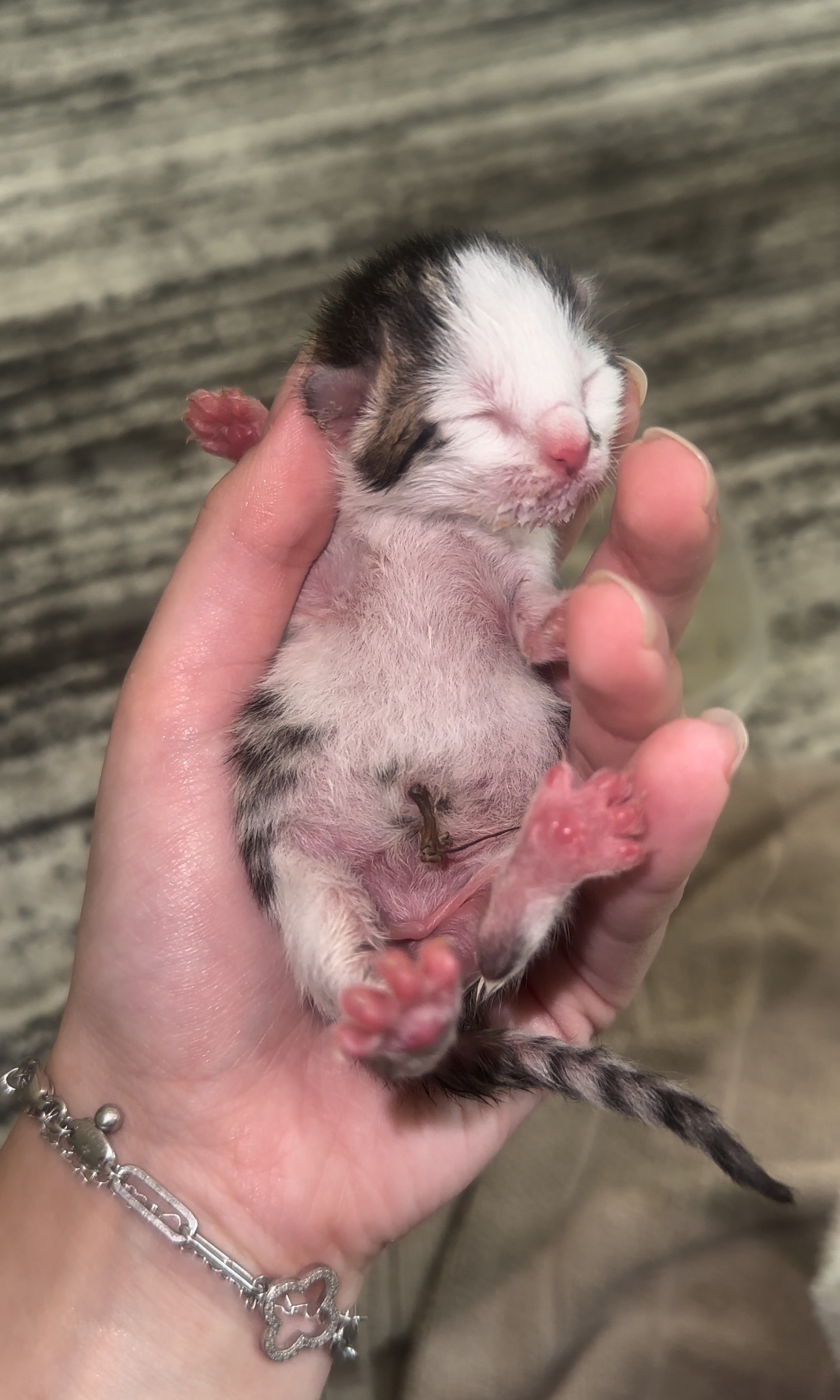 Help Save Newborn Kittens & Rescued Momma Cat campaign photo, 2 of 8
