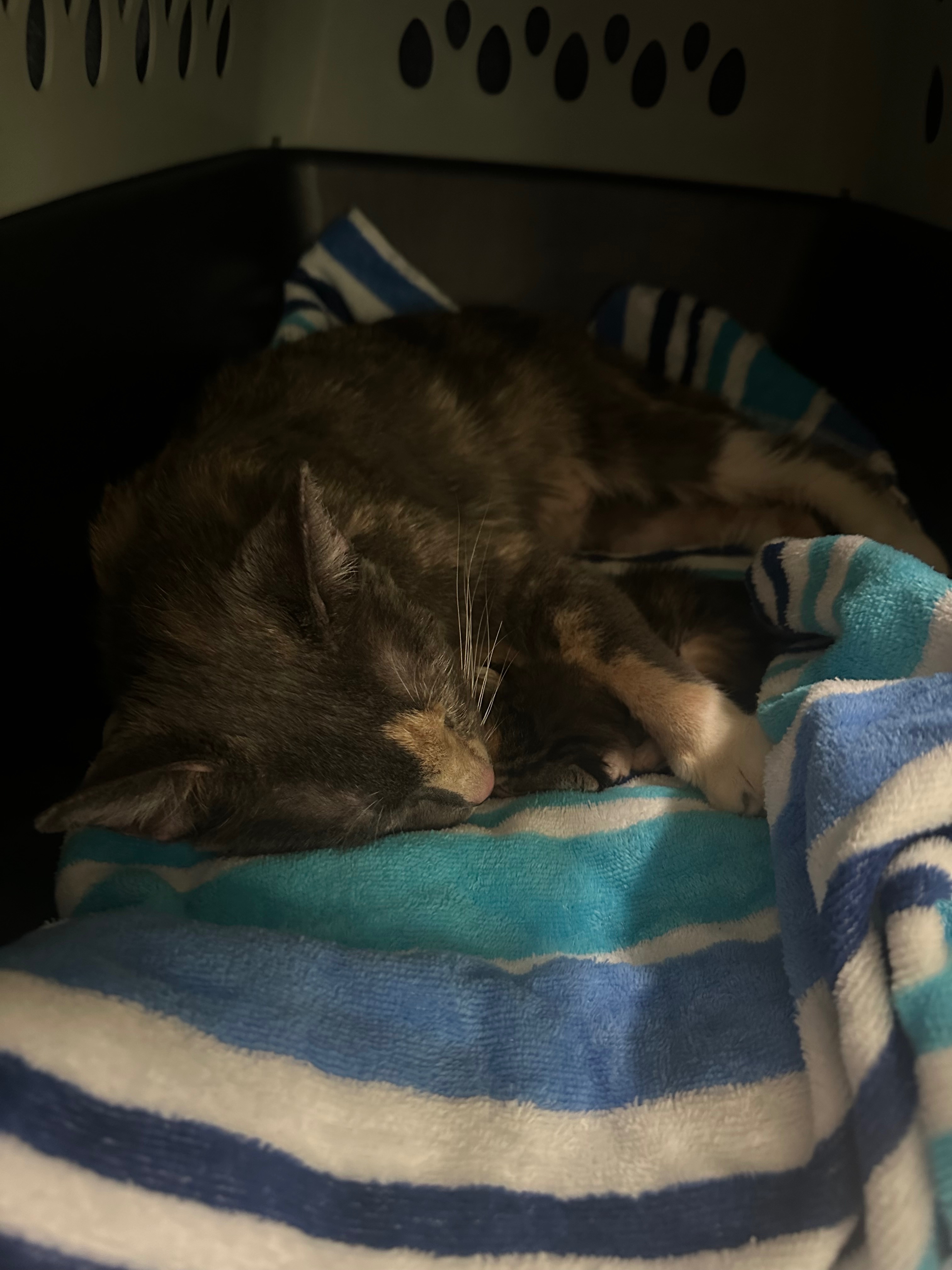 Help Save Newborn Kittens & Rescued Momma Cat campaign photo, 4 of 8