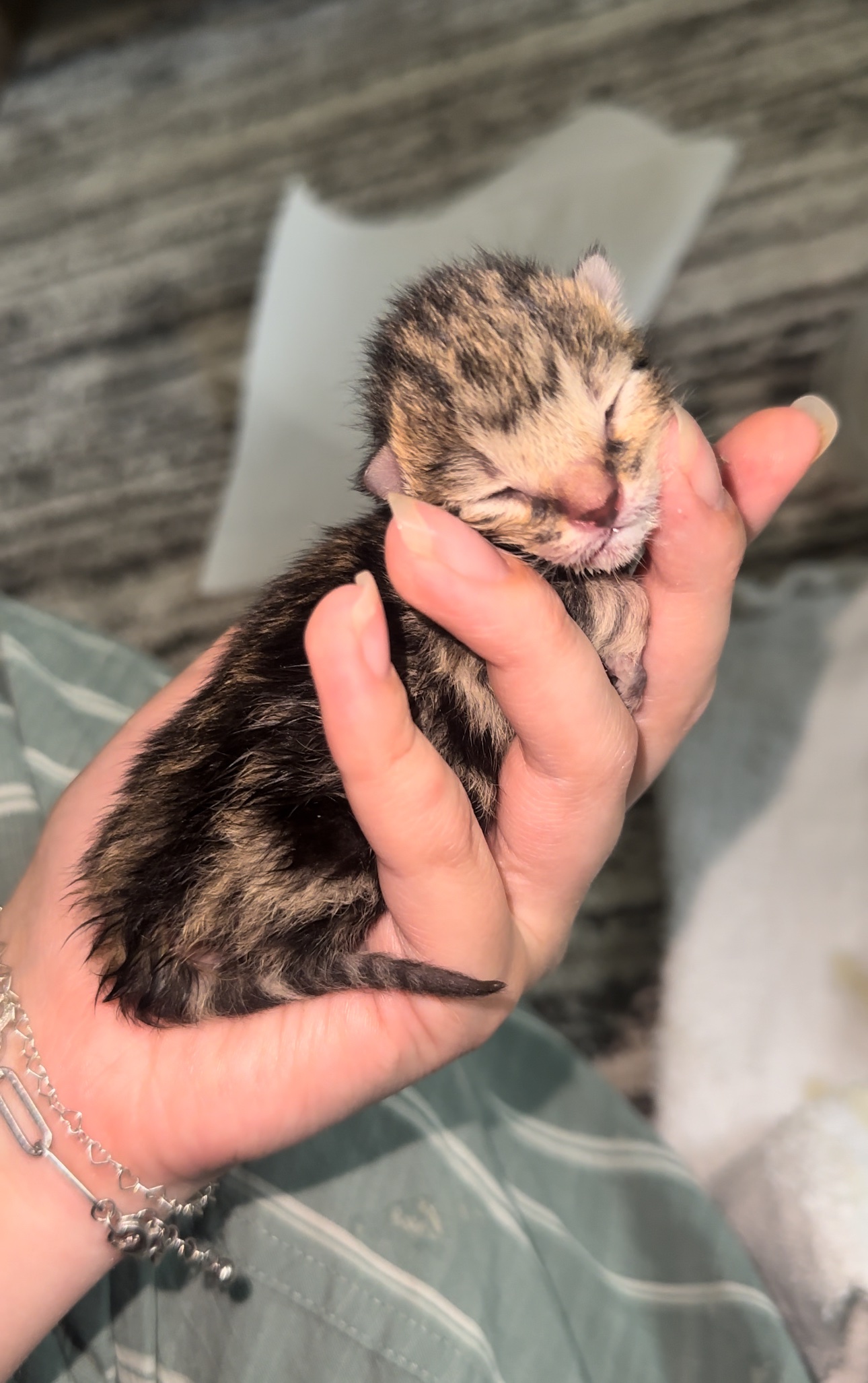 Help Save Newborn Kittens & Rescued Momma Cat campaign photo, 7 of 8