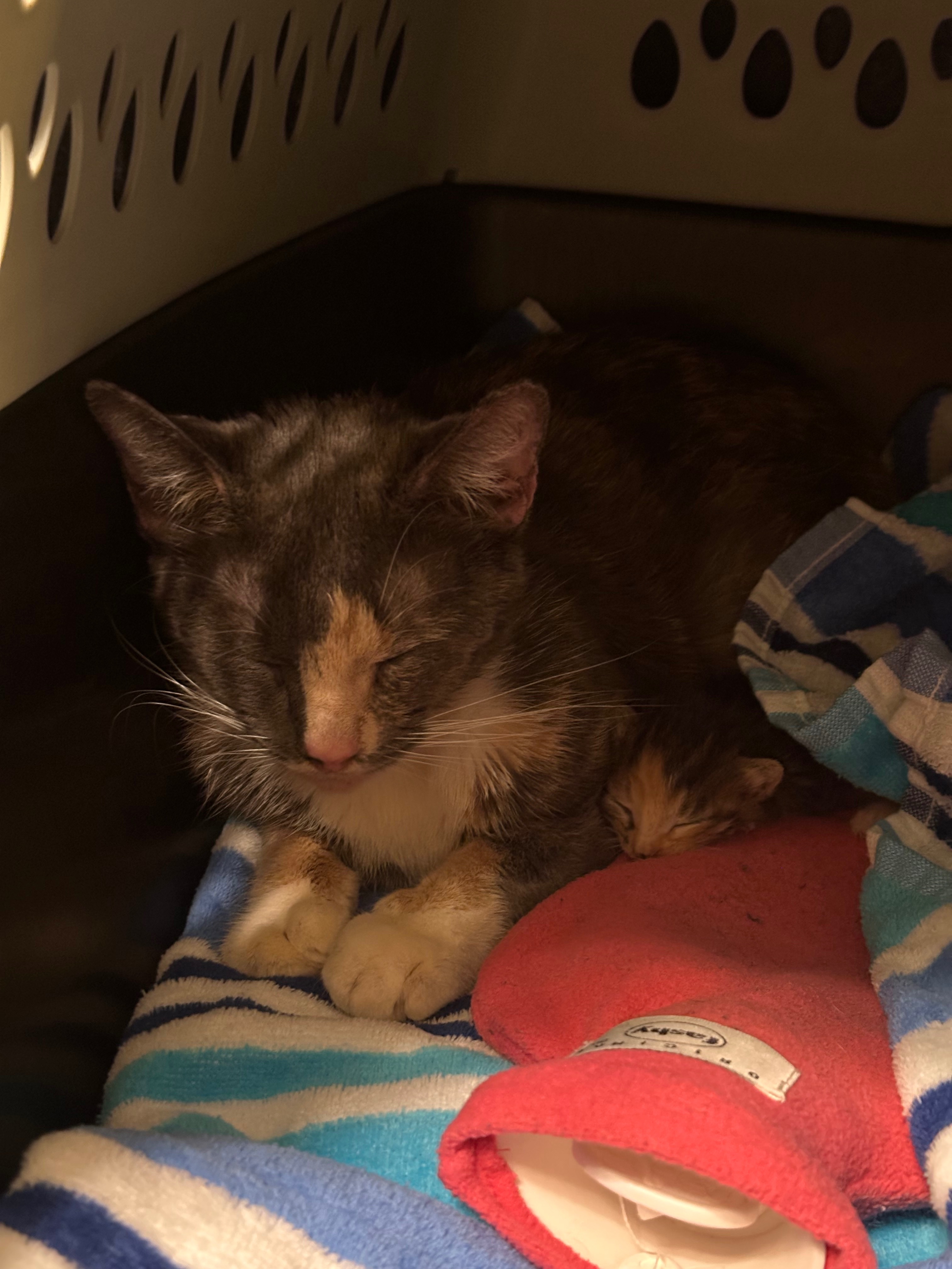Help Save Newborn Kittens & Rescued Momma Cat campaign photo, 6 of 8