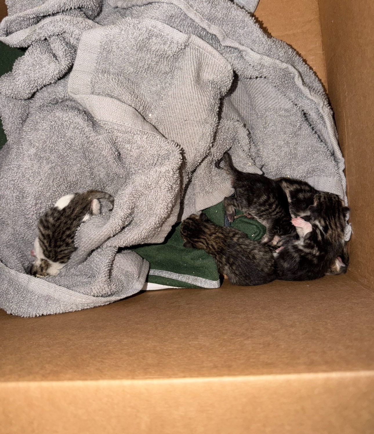 Help Save Newborn Kittens & Rescued Momma Cat campaign photo, 5 of 8