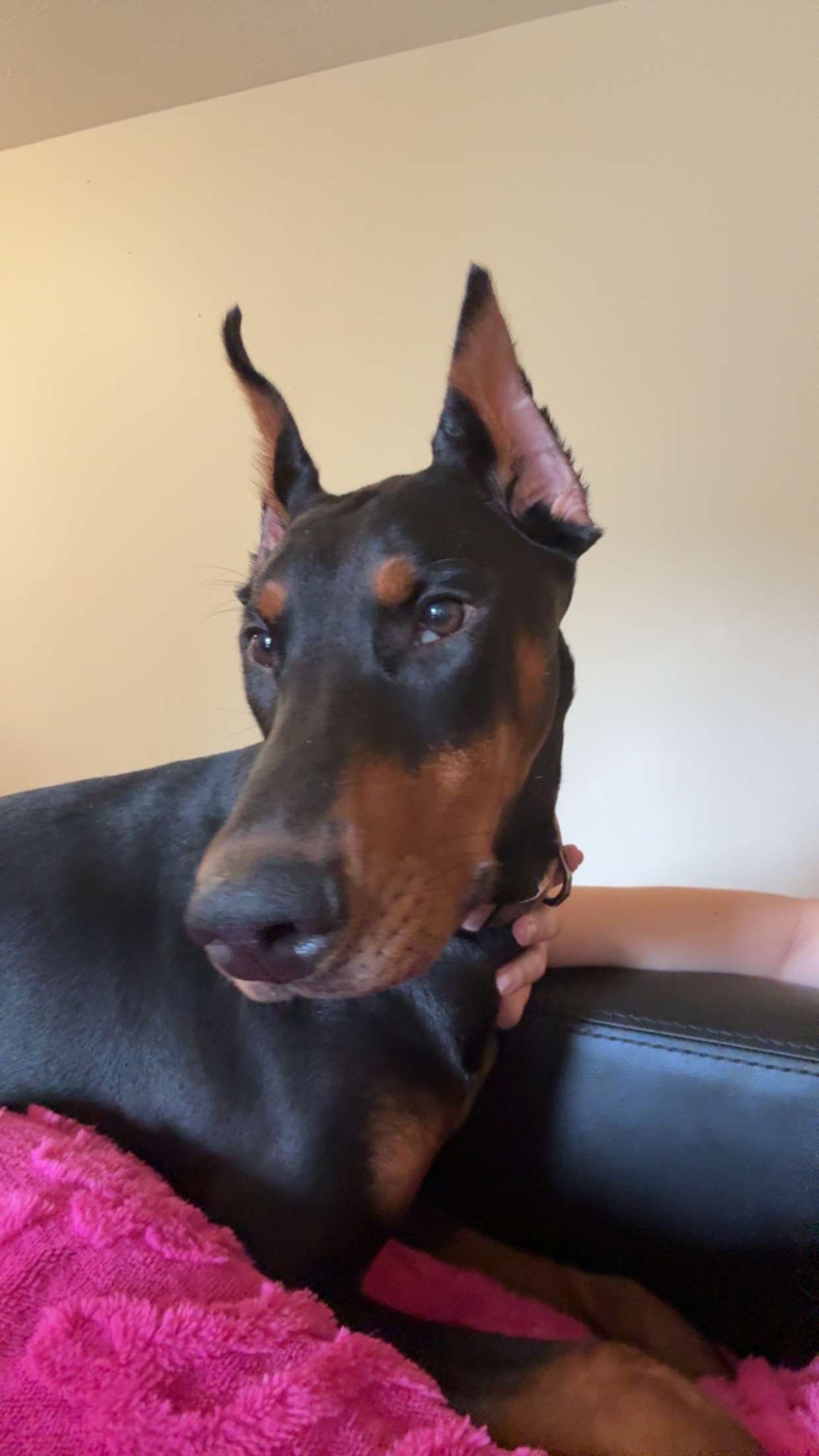 Help Dakota the Doberman Puppy Heal campaign photo, 7 of 8