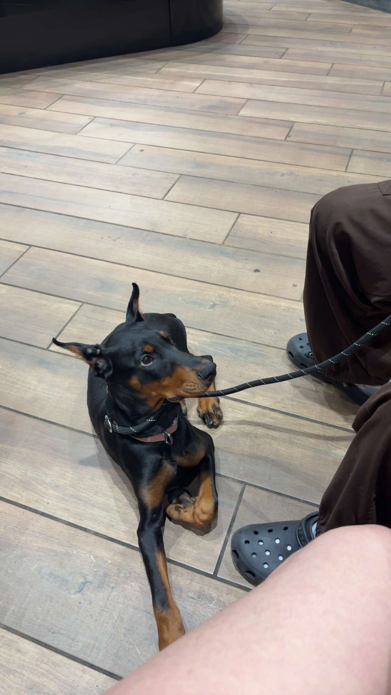 Help Dakota the Doberman Puppy Heal campaign photo, 2 of 8