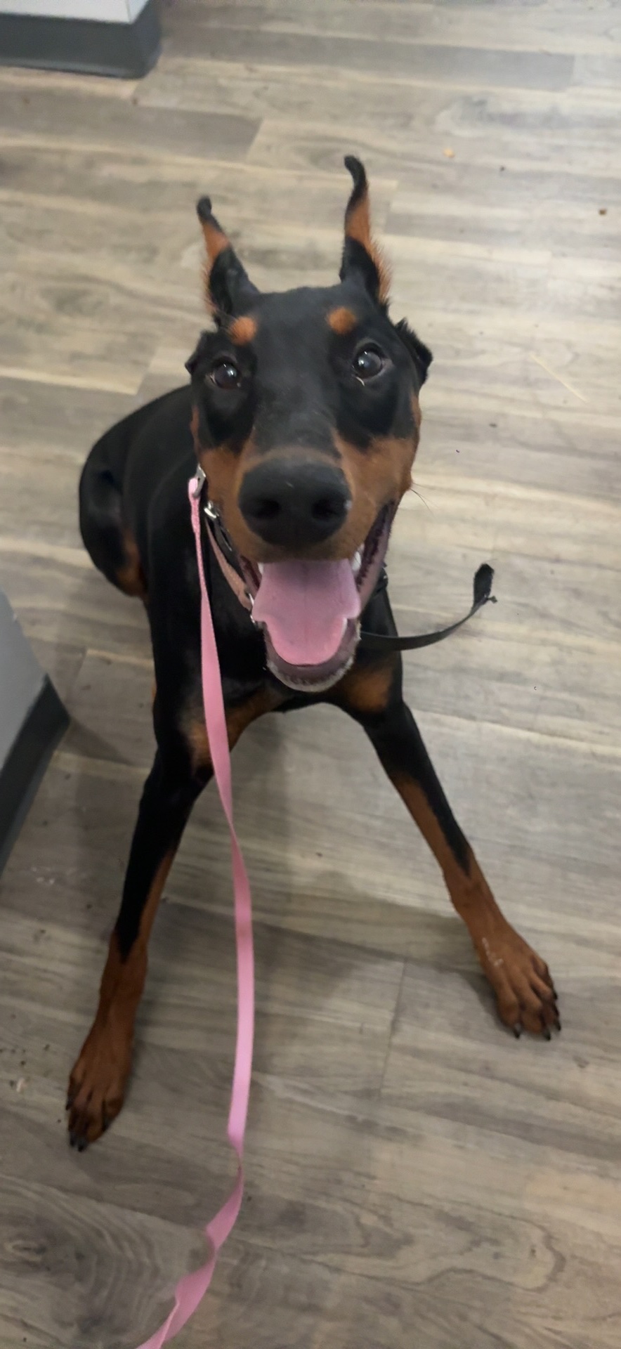 Help Dakota the Doberman Puppy Heal campaign photo, 4 of 8