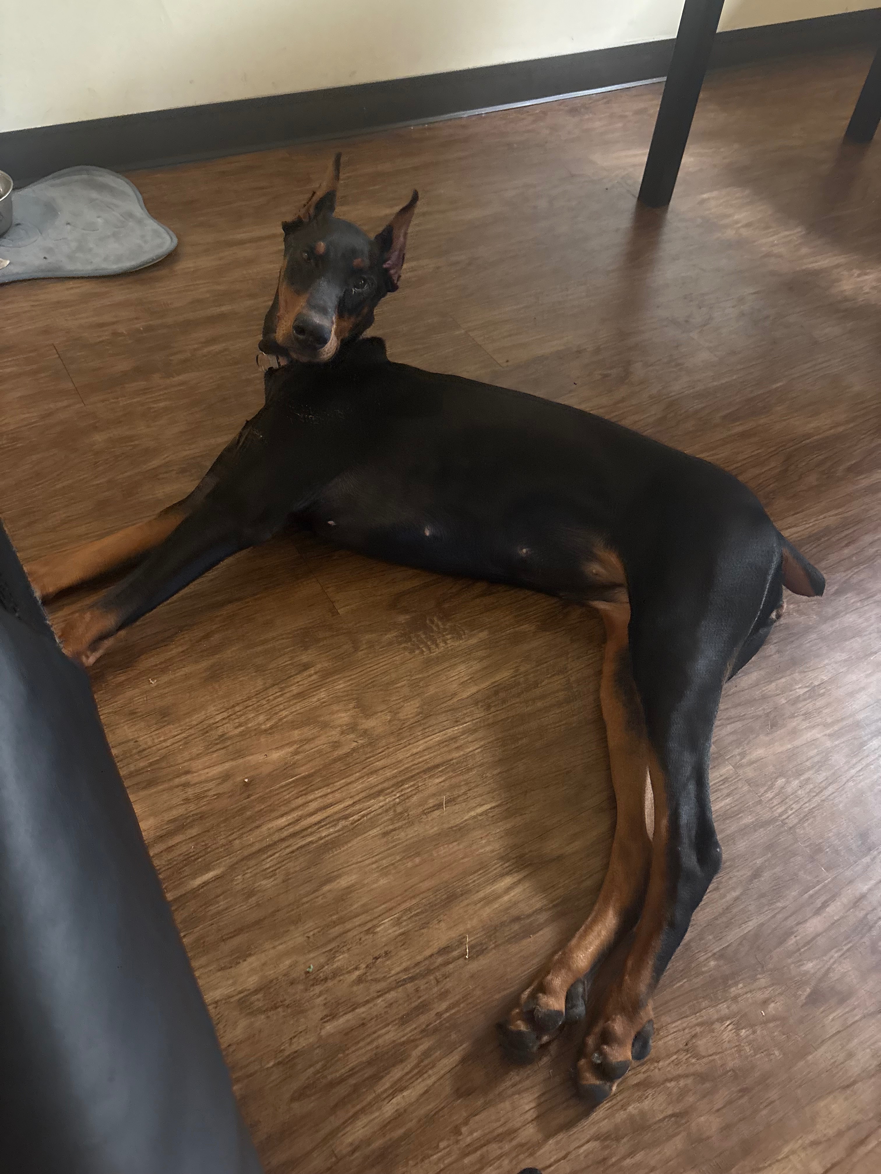 Help Dakota the Doberman Puppy Heal campaign photo, 5 of 8