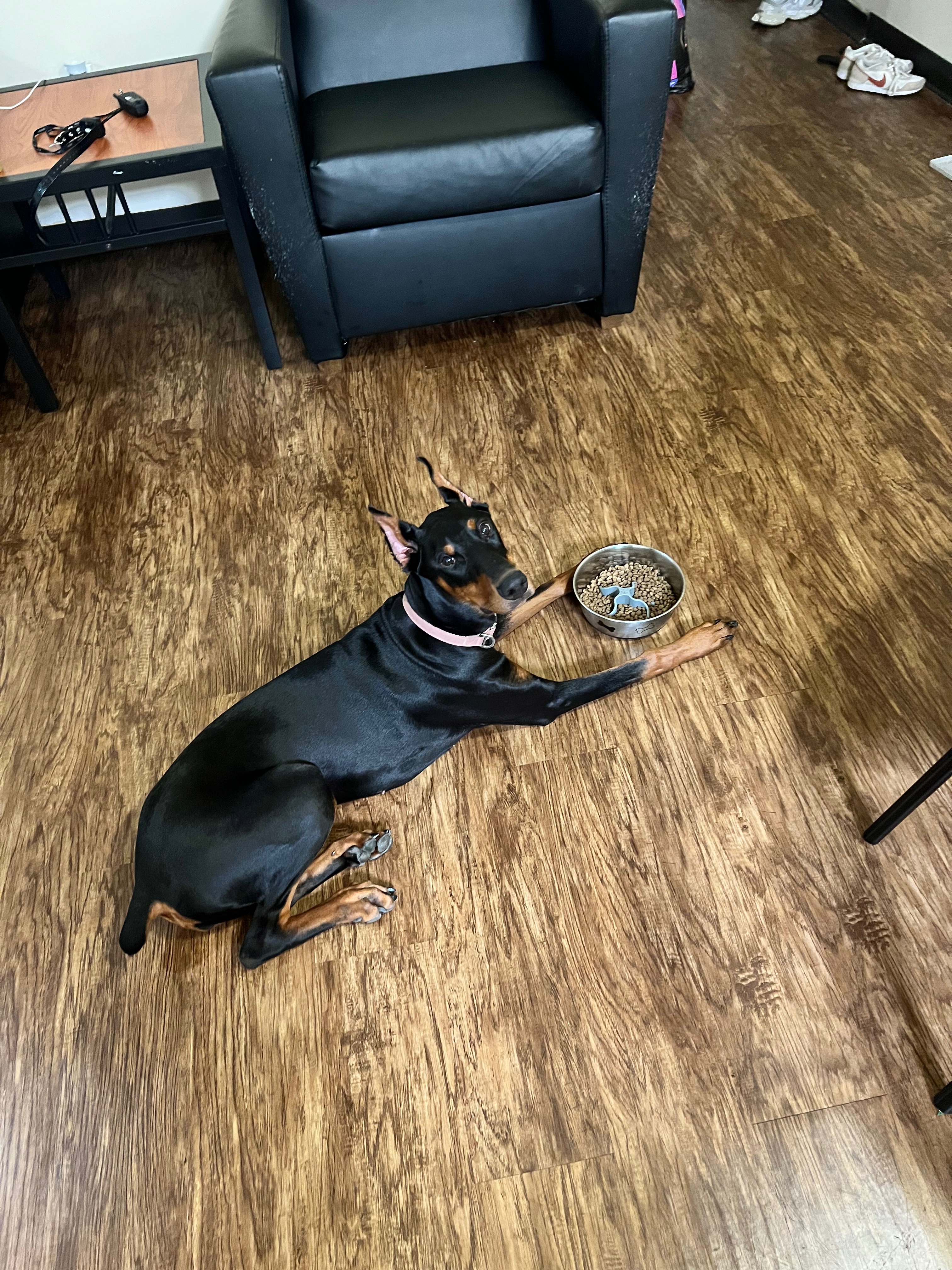 Help Dakota the Doberman Puppy Heal campaign photo, 6 of 8
