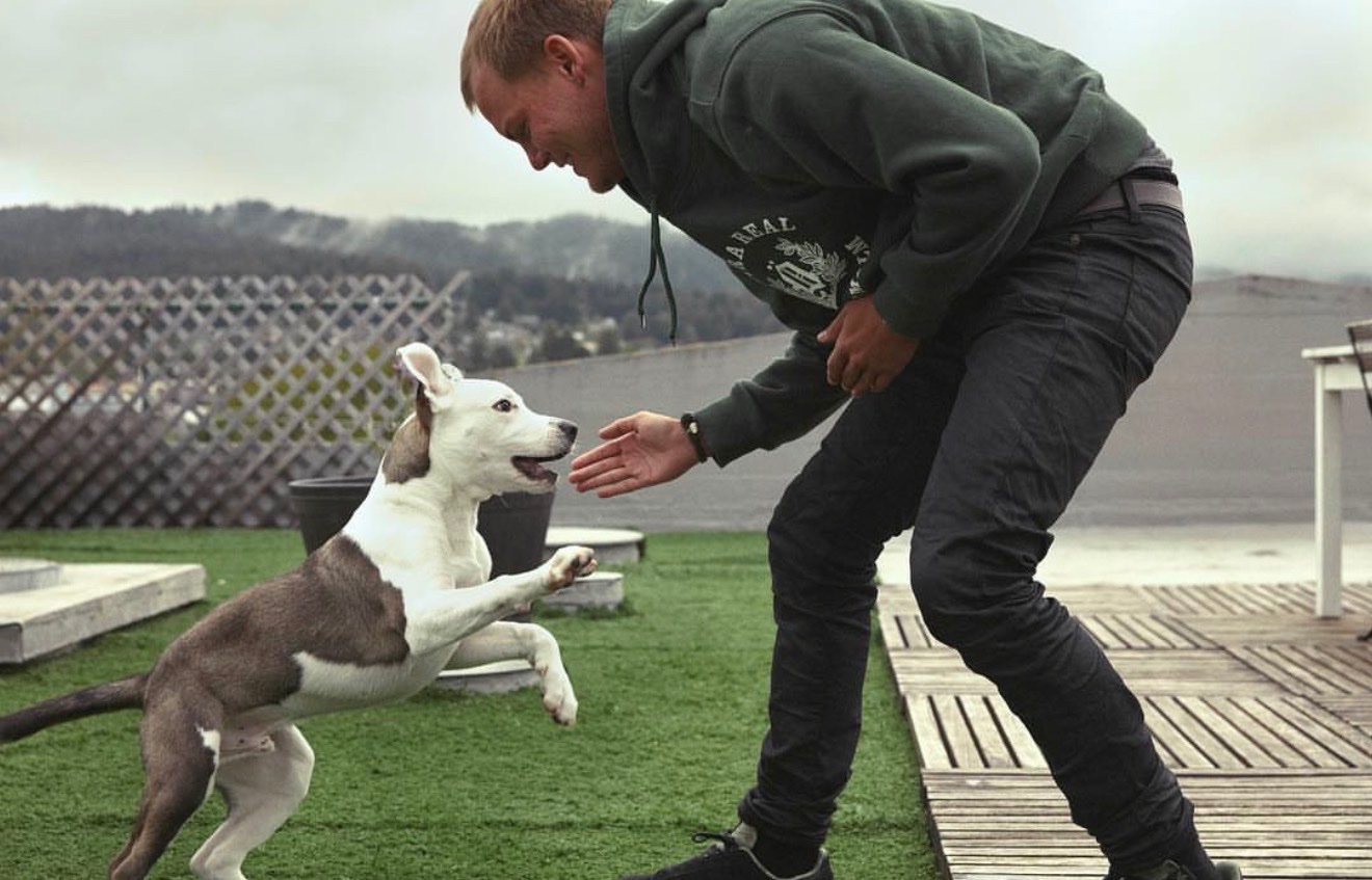 Saving Aviciis dog from cancer campaign photo, 2 of 8