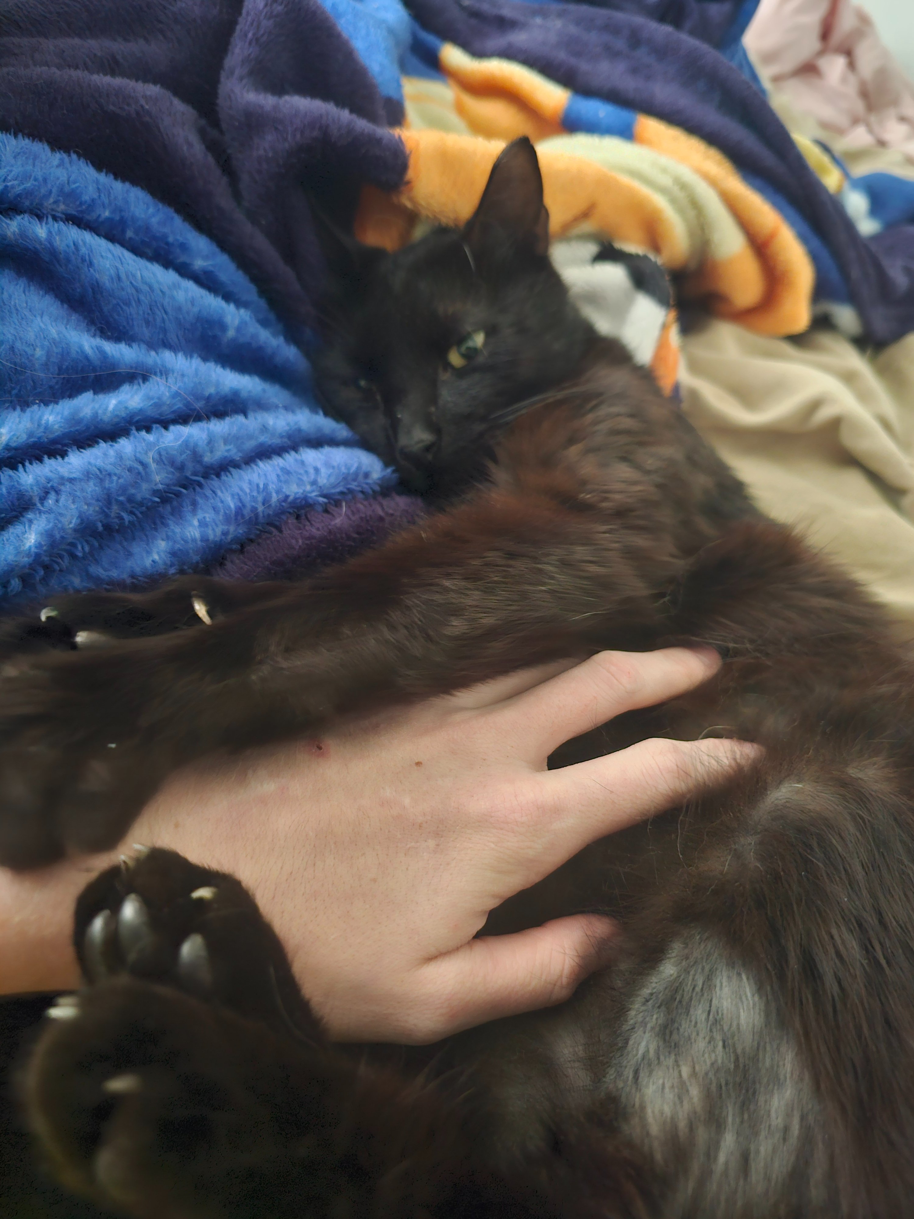 Help My Kitty Get Urgent Dental Care campaign photo, 6 of 7