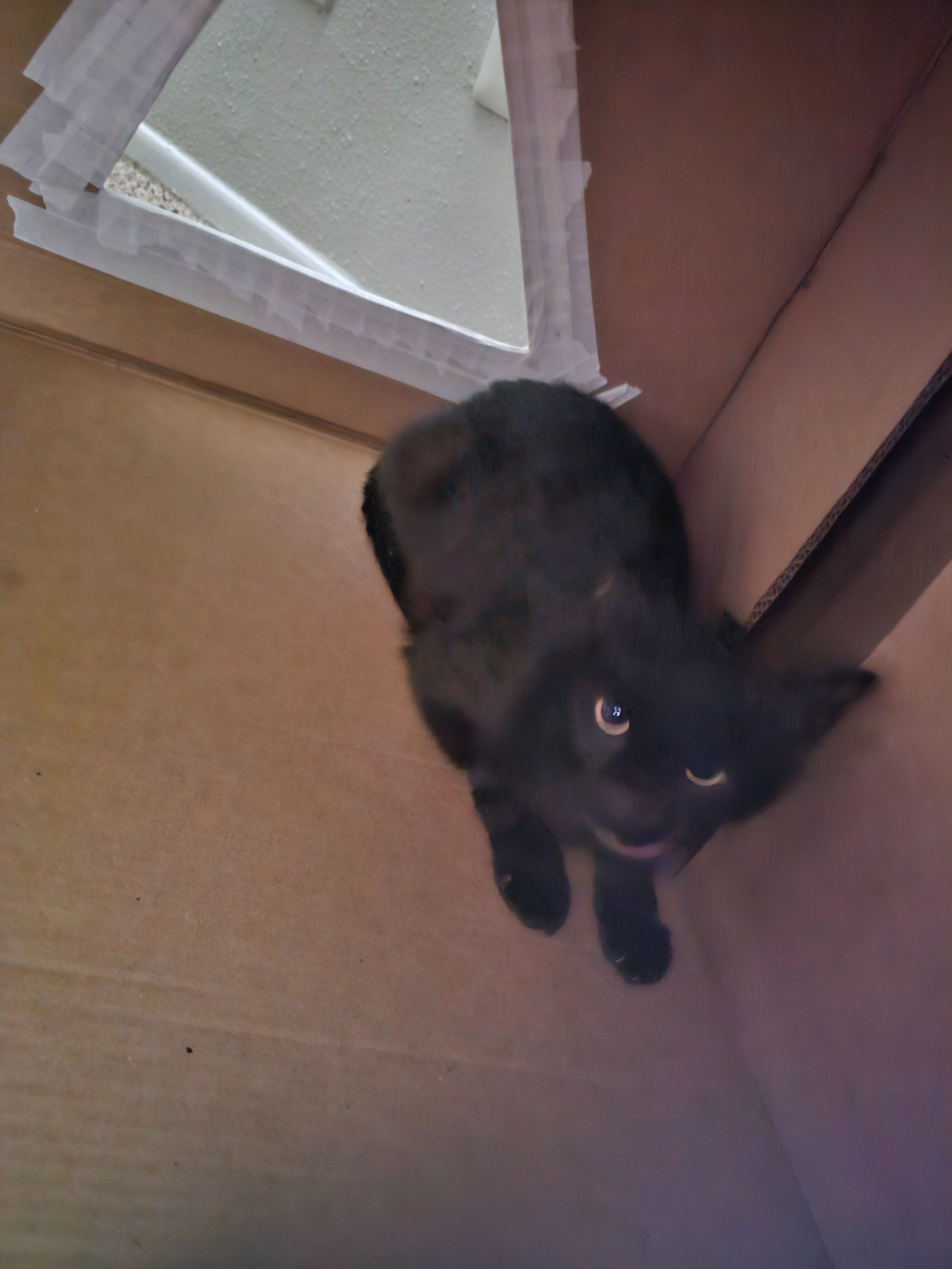 Help My Kitty Get Urgent Dental Care campaign photo, 2 of 7