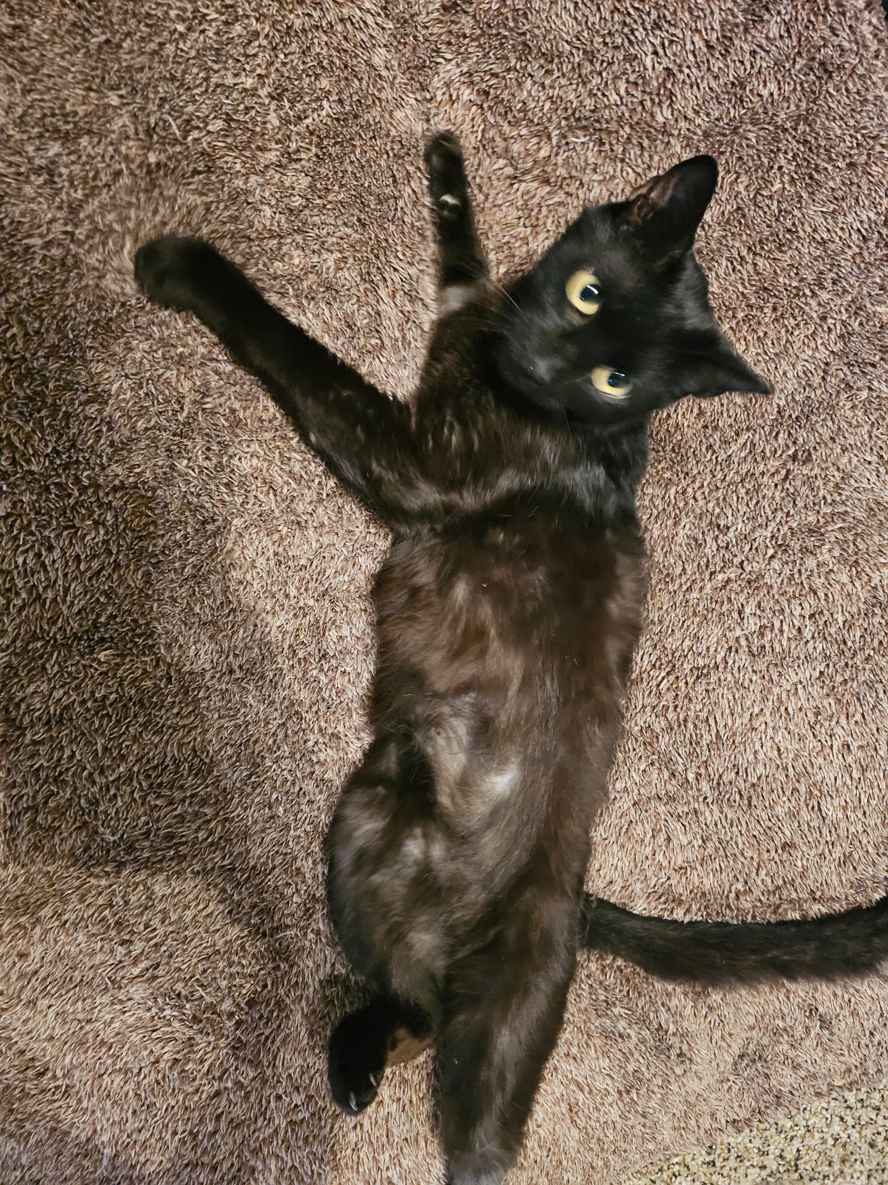 Help My Kitty Get Urgent Dental Care campaign photo, 5 of 7