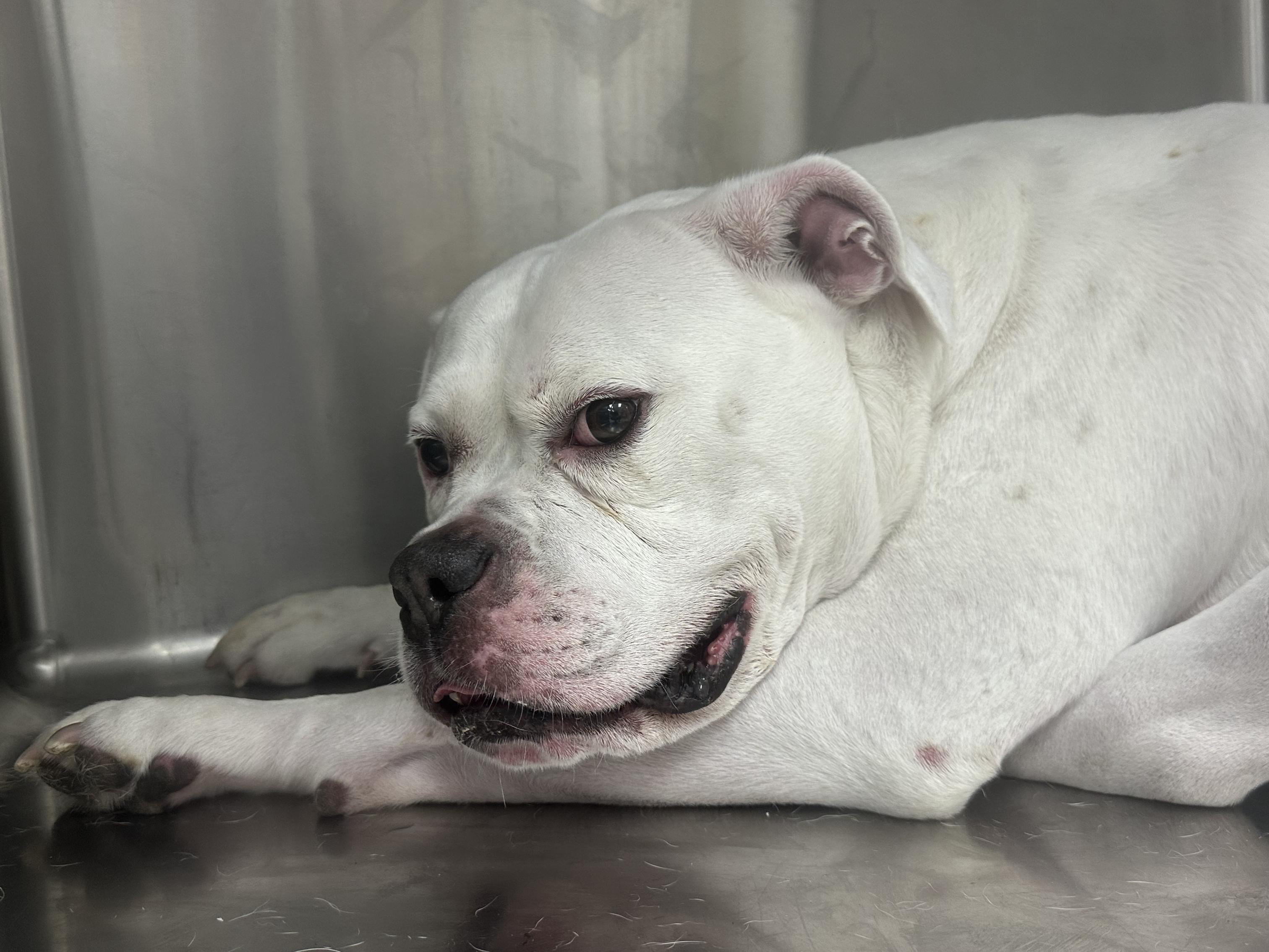 Help Save Snoopy: Emergency Vet Care Needed campaign photo, 7 of 8