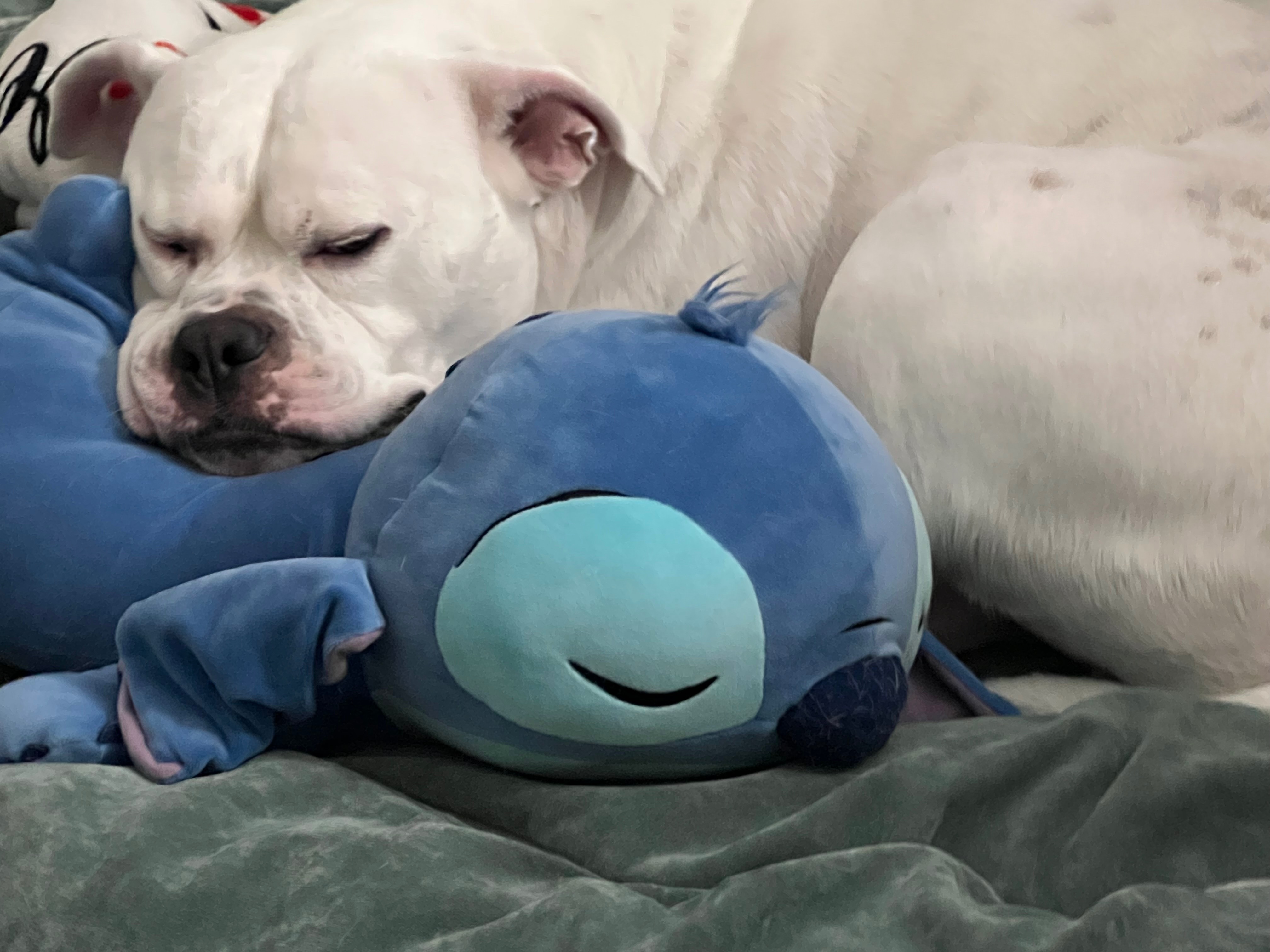 Help Save Snoopy: Emergency Vet Care Needed campaign photo, 2 of 8