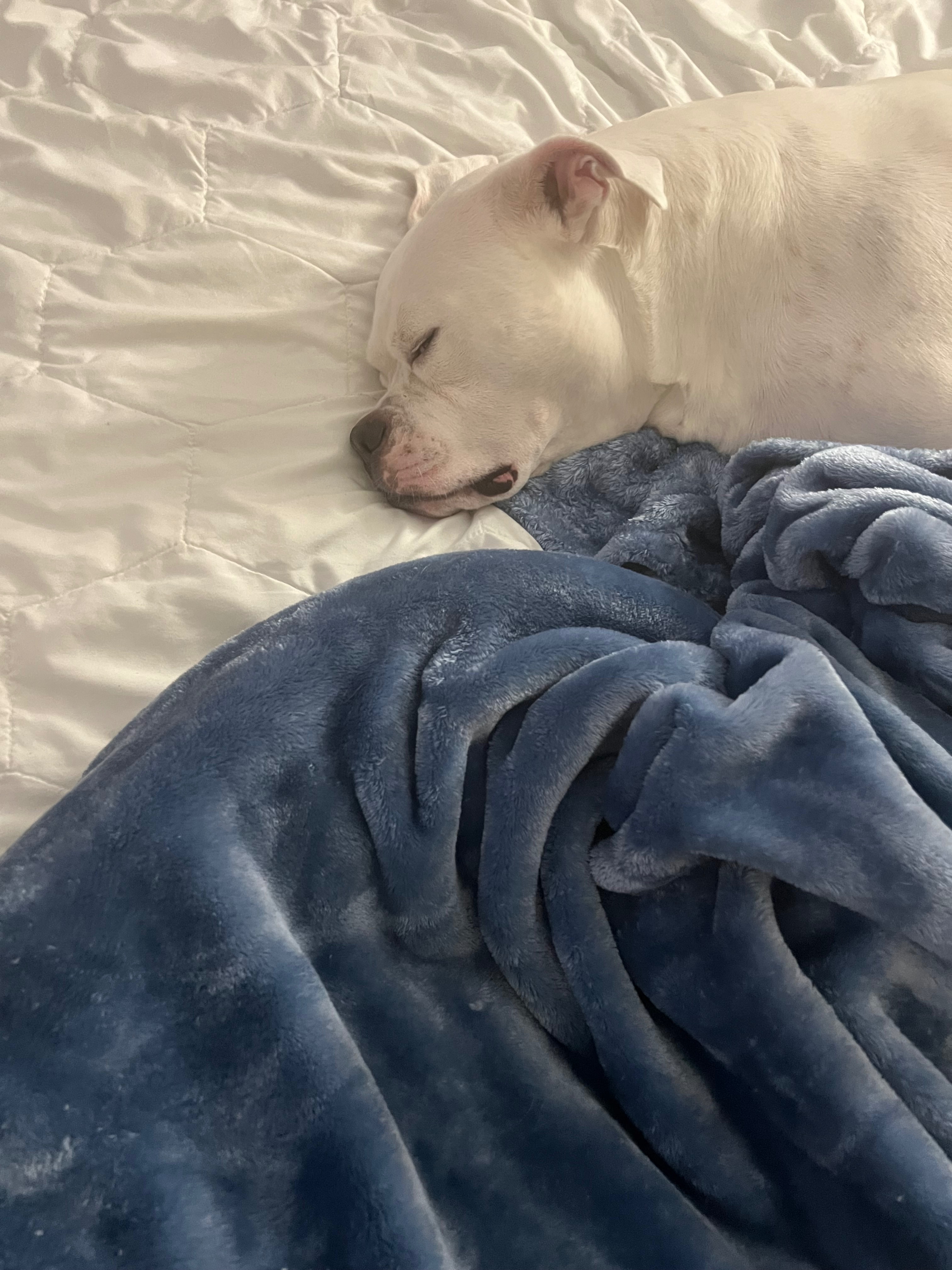 Help Save Snoopy: Emergency Vet Care Needed campaign photo, 4 of 8