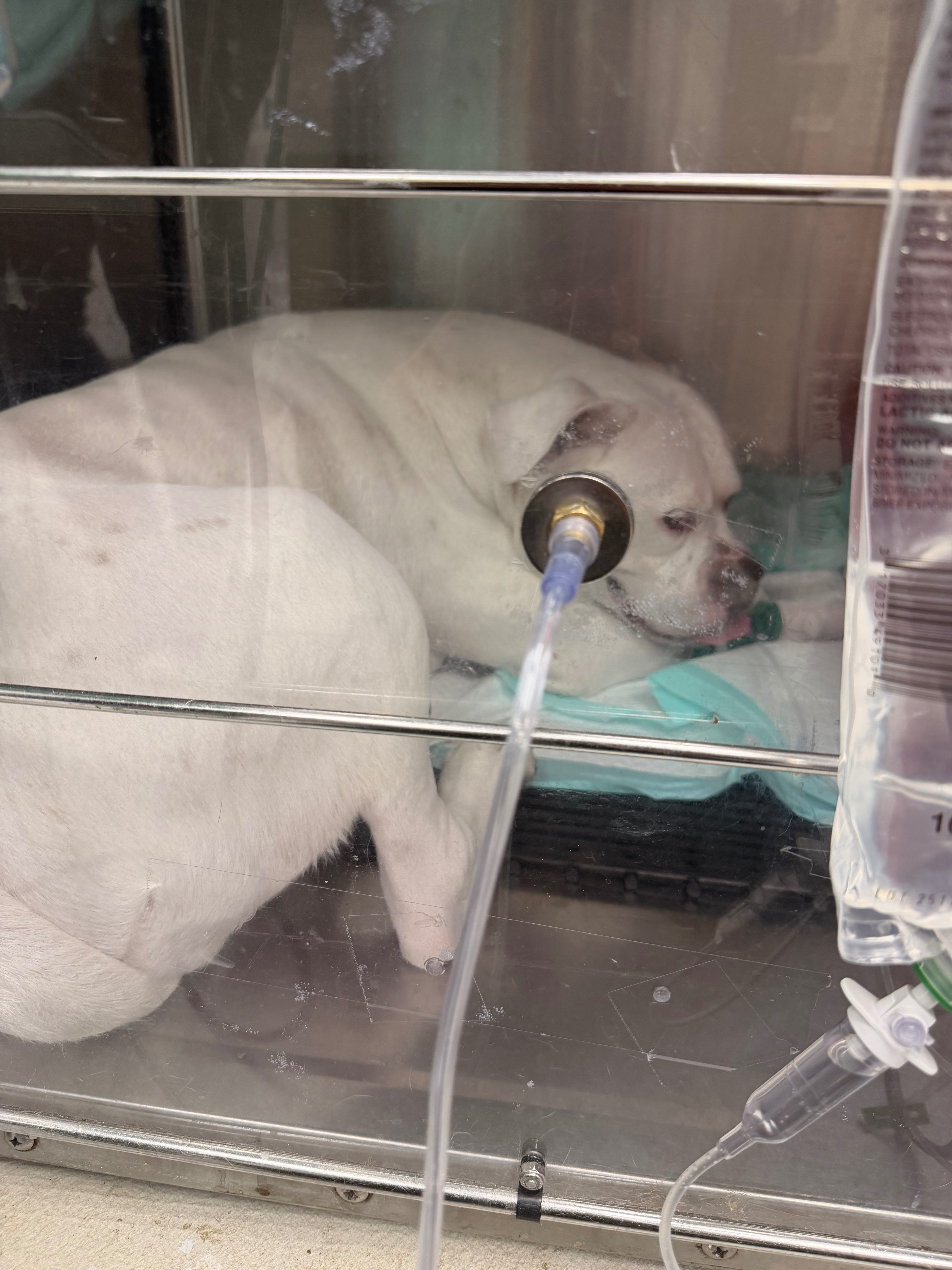 Help Save Snoopy: Emergency Vet Care Needed campaign photo, 5 of 8