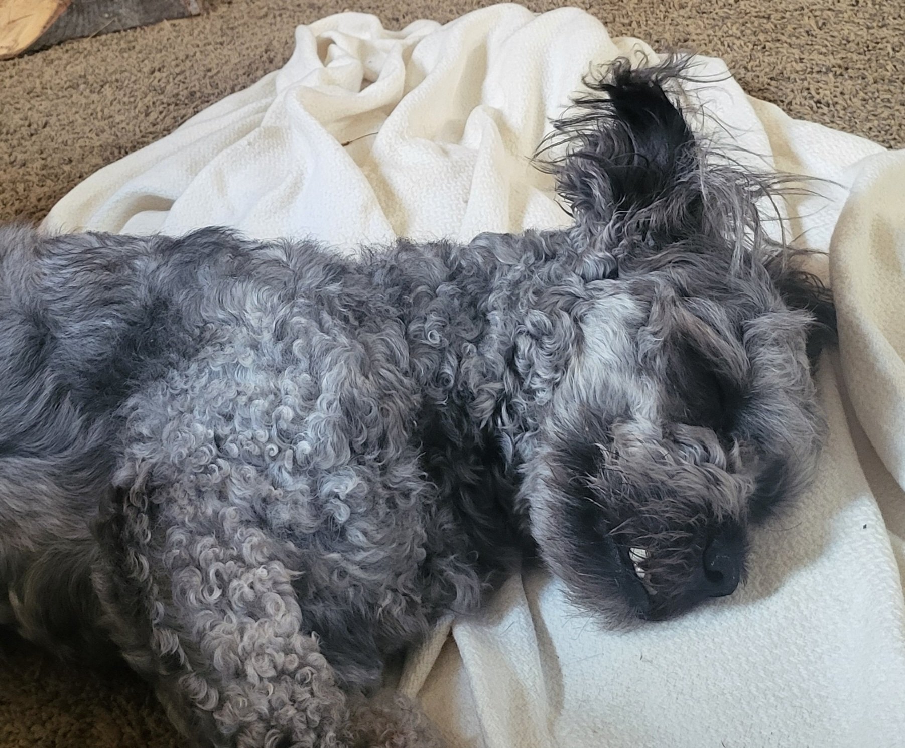 Help Brock Get the Surgery He Desperately Needs campaign photo, 2 of 7