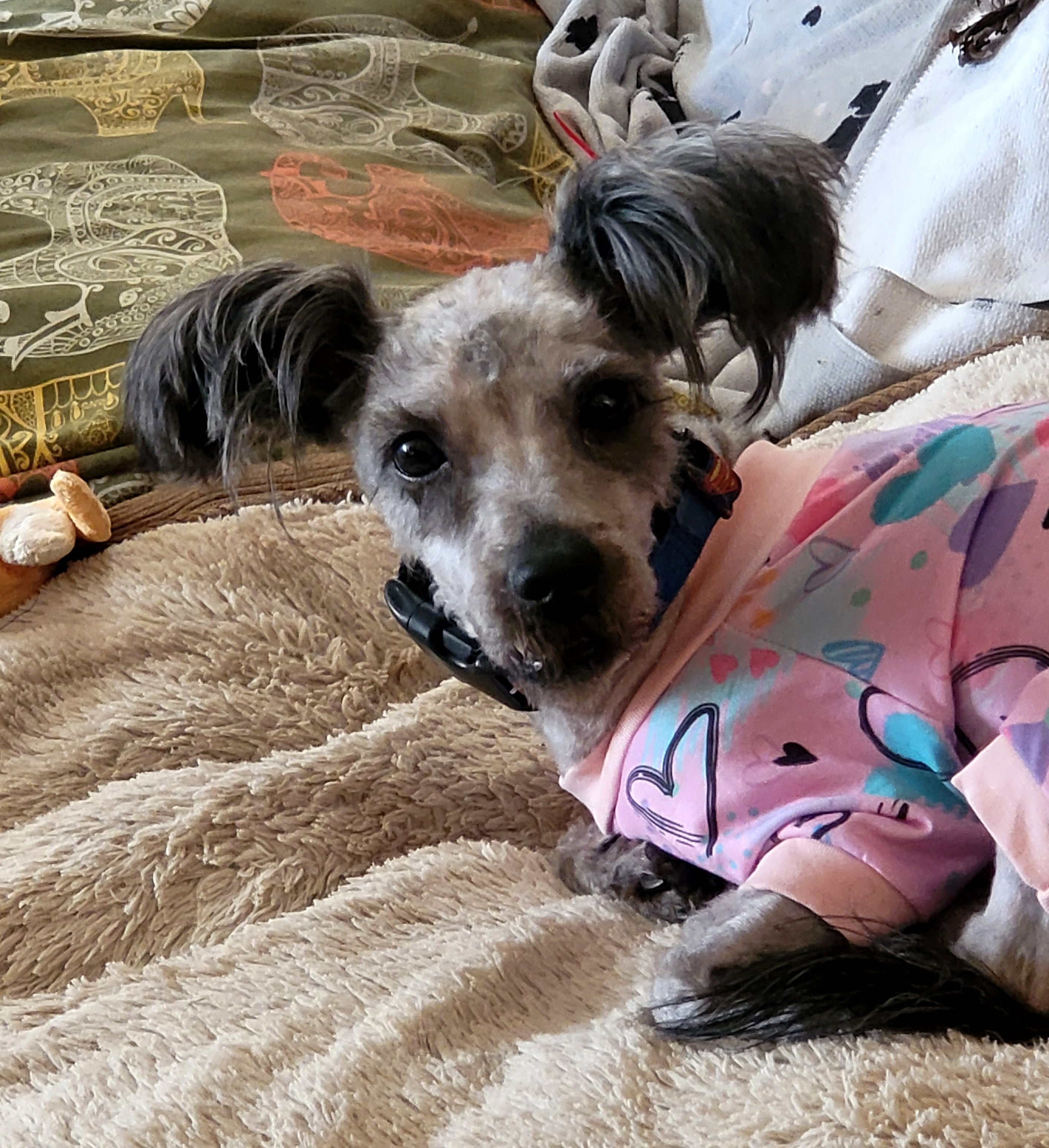 Help Brock Get the Surgery He Desperately Needs campaign photo, 4 of 7