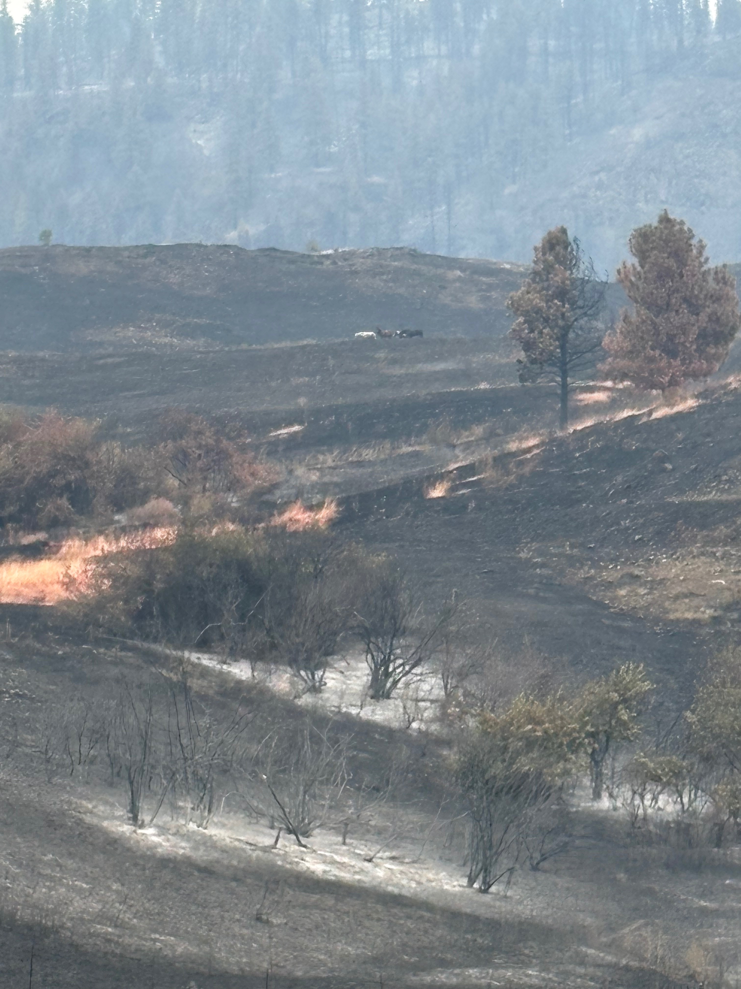 Help Rizn Ranch Rebuild After the Modrite Fire campaign photo, 7 of 8