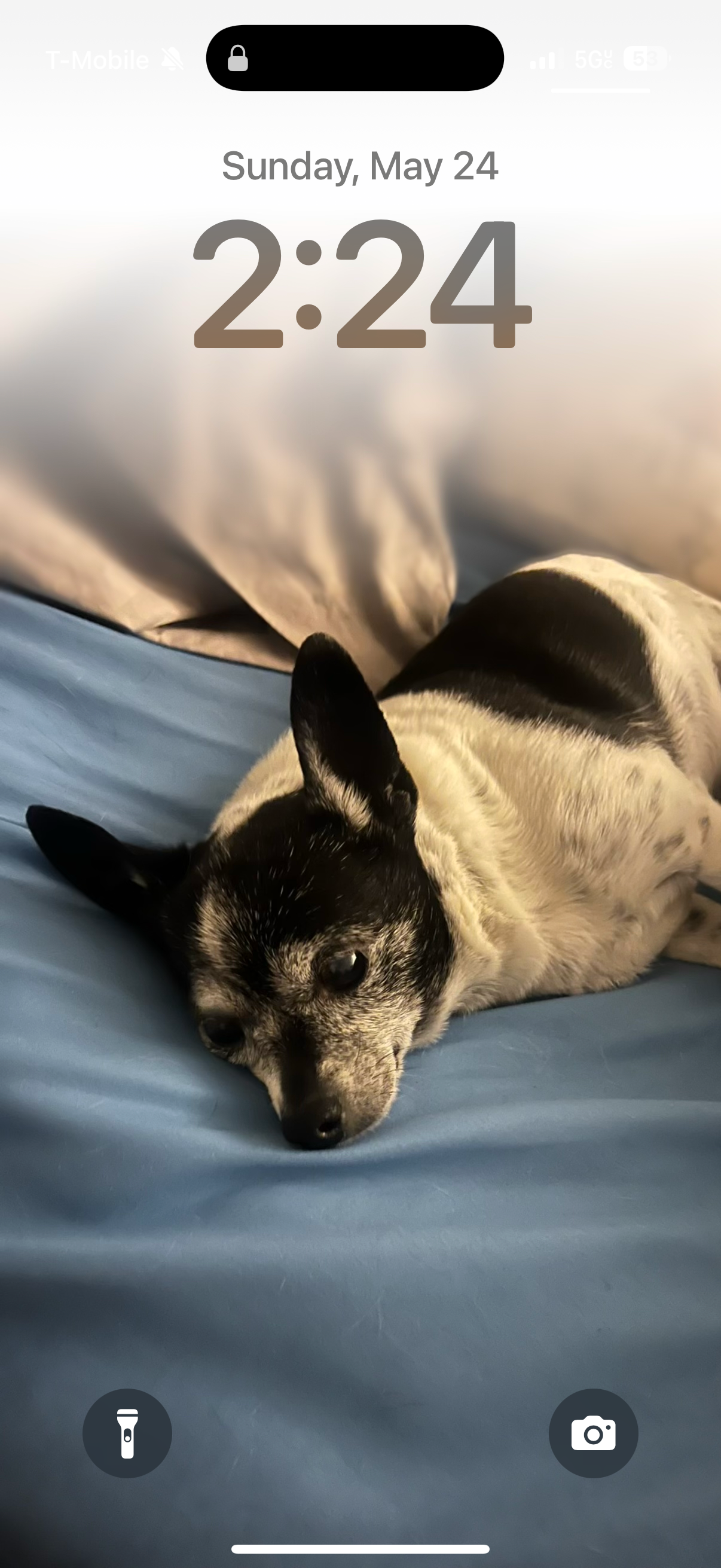 Help Babio Heal: Lex LasVegas Needs Your Support campaign photo, 5 of 9
