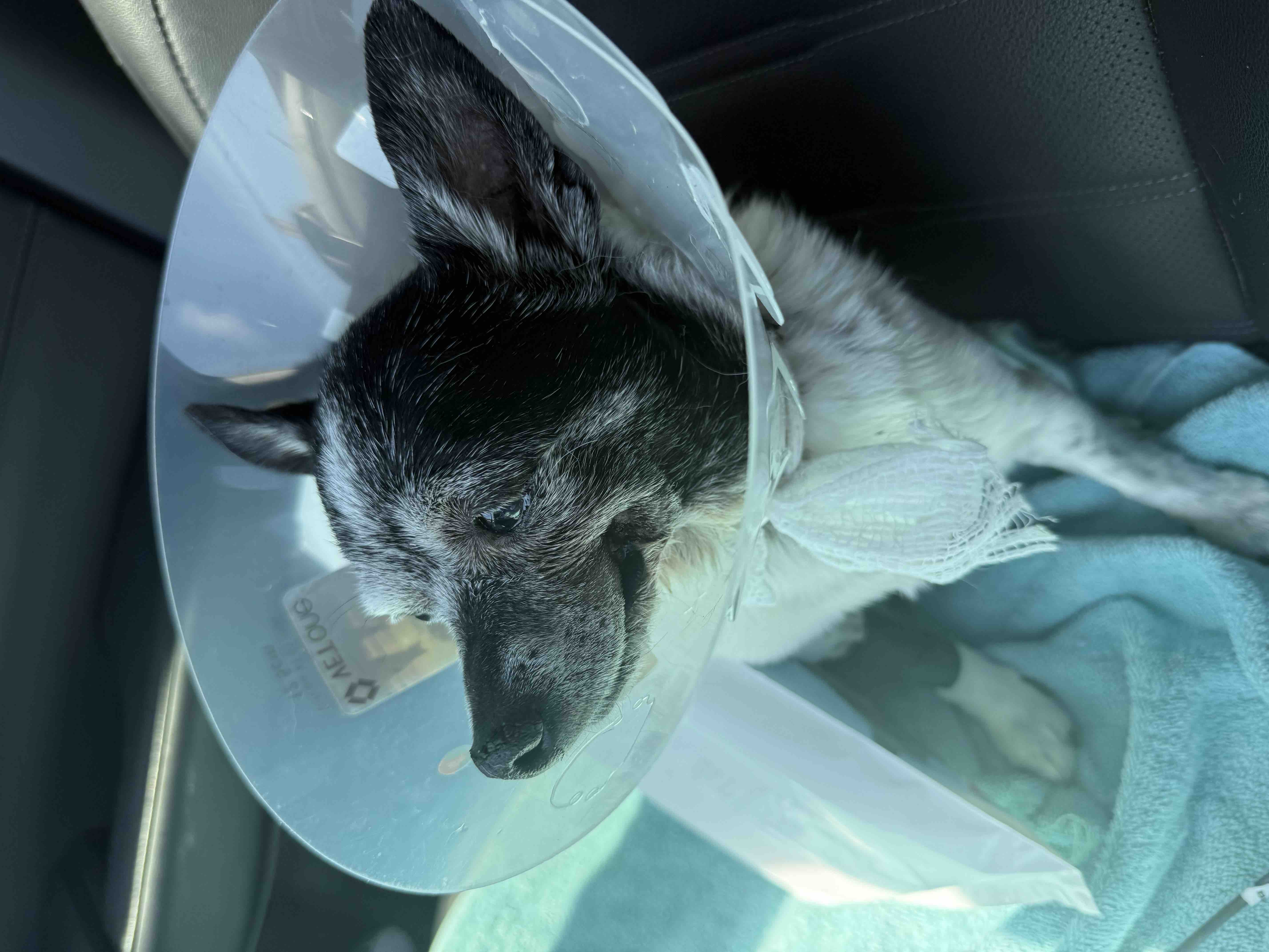 Help Babio Heal: Lex LasVegas Needs Your Support campaign photo, 7 of 9