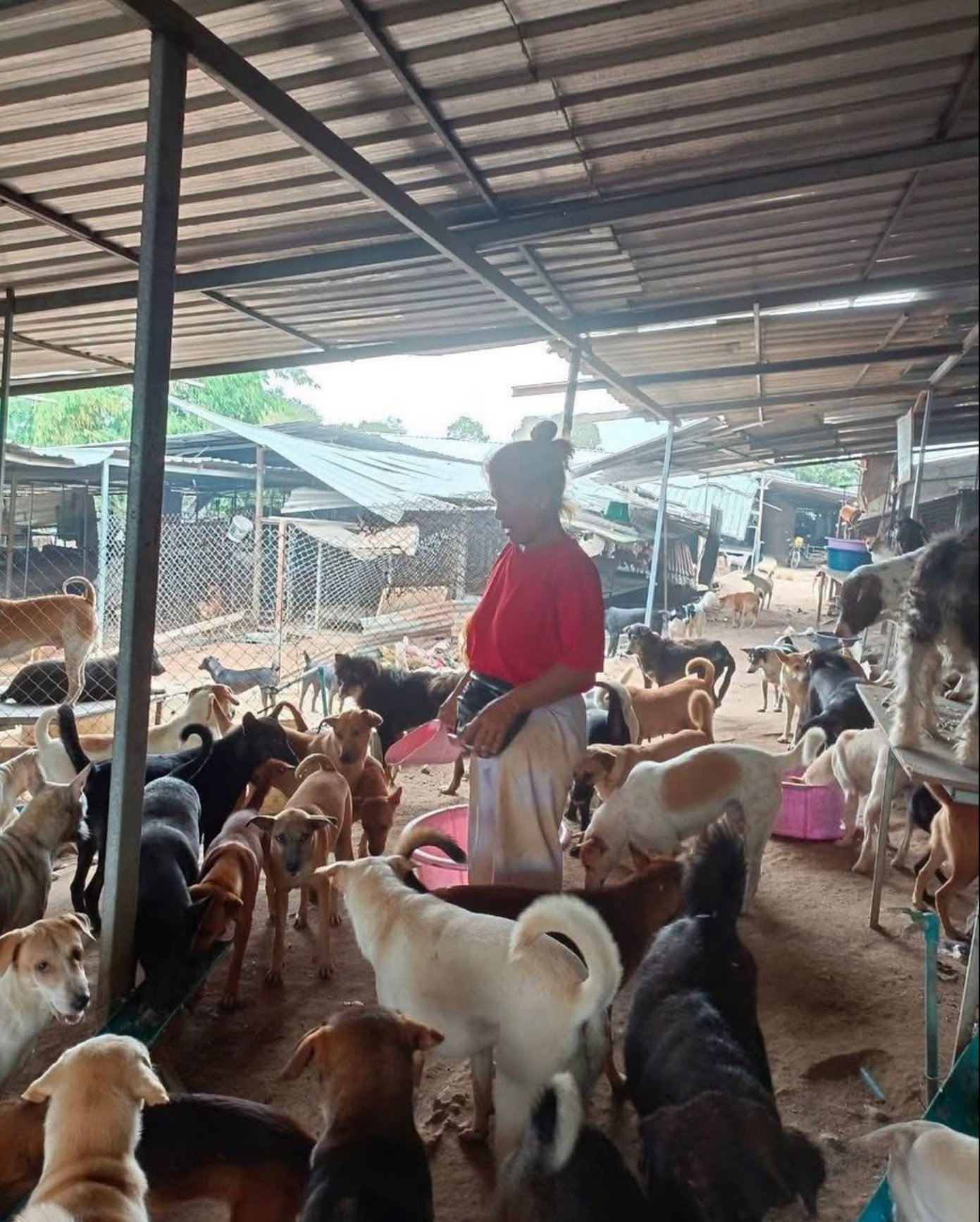 HELP Support "Aunt Khao's" Sanctuary for Rescued Dogs campaign photo, 7 of 8