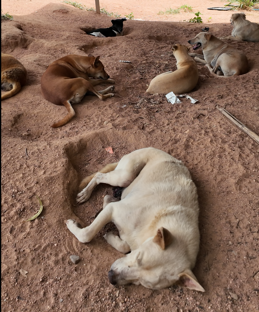 HELP Support "Aunt Khao's" Sanctuary for Rescued Dogs campaign photo, 4 of 8