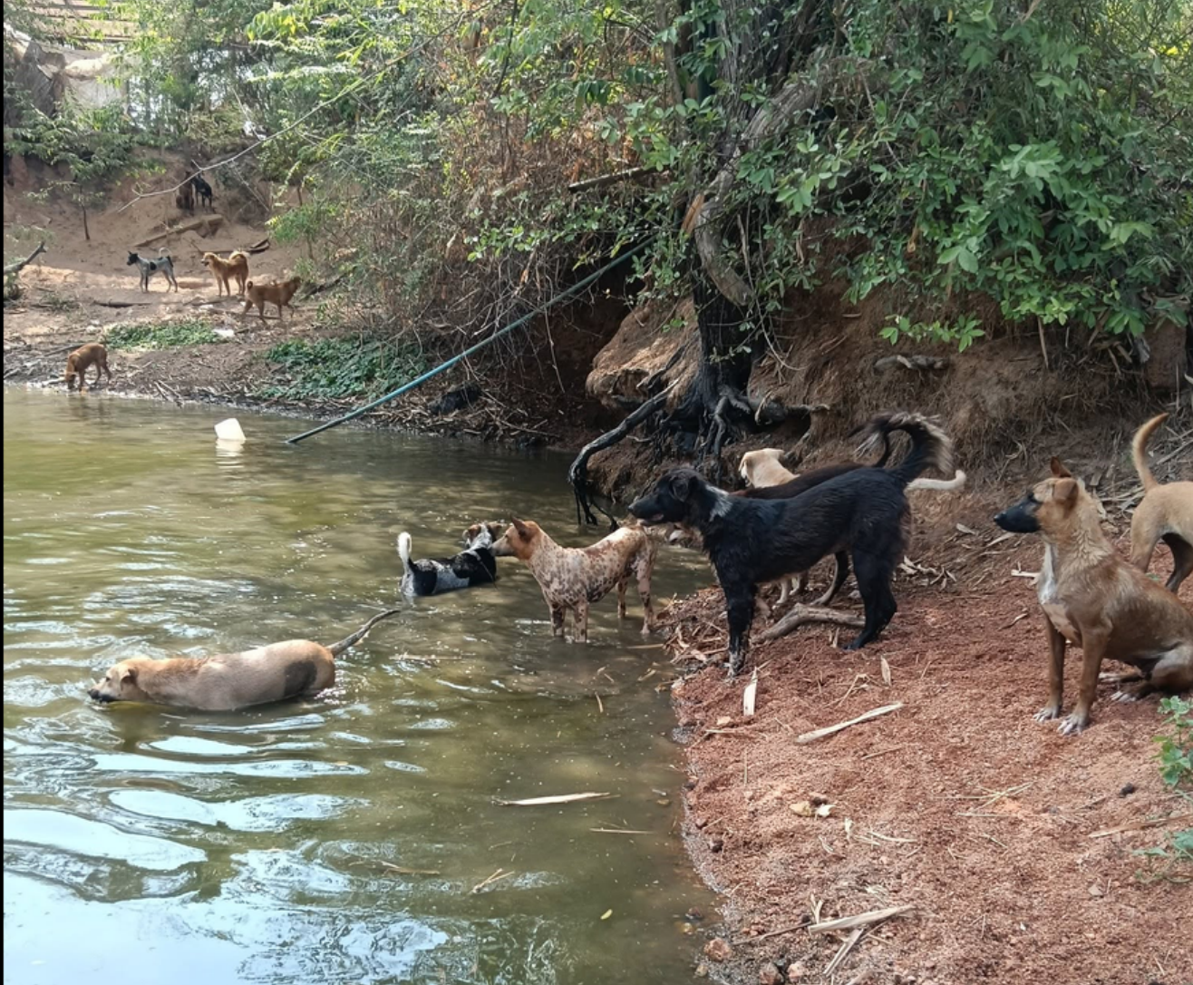 HELP Support "Aunt Khao's" Sanctuary for Rescued Dogs campaign photo, 5 of 8
