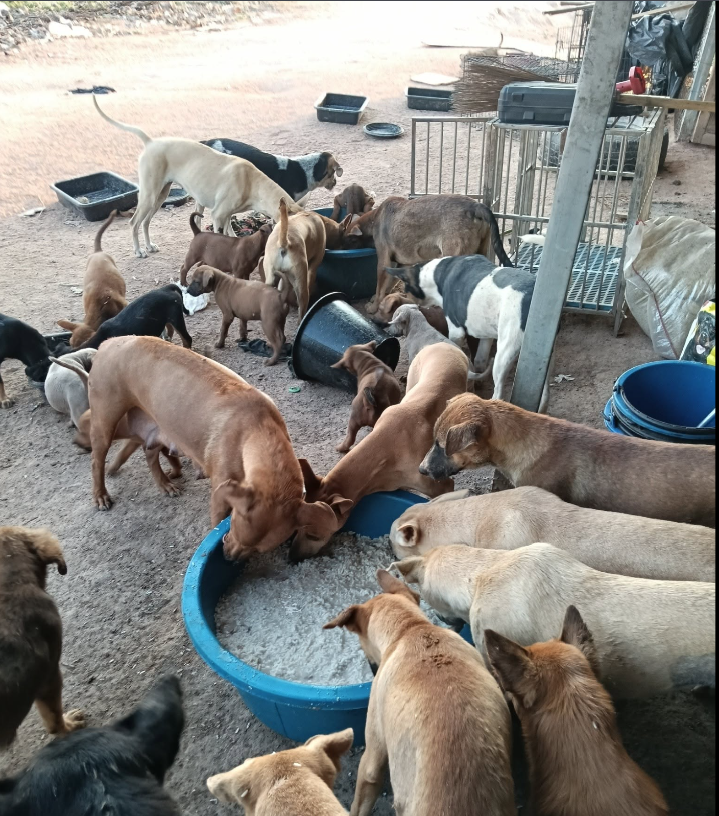 HELP Support "Aunt Khao's" Sanctuary for Rescued Dogs campaign photo, 6 of 8